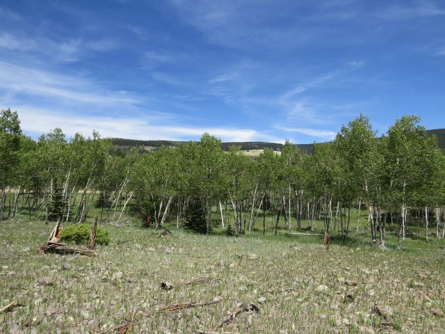 TBD Beaver Loop Lot 150 Drive, Angel Fire, Florida image 11