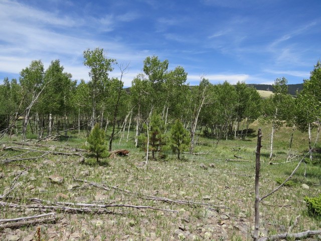 TBD Beaver Loop Lot 150 Drive, Angel Fire, Florida image 10