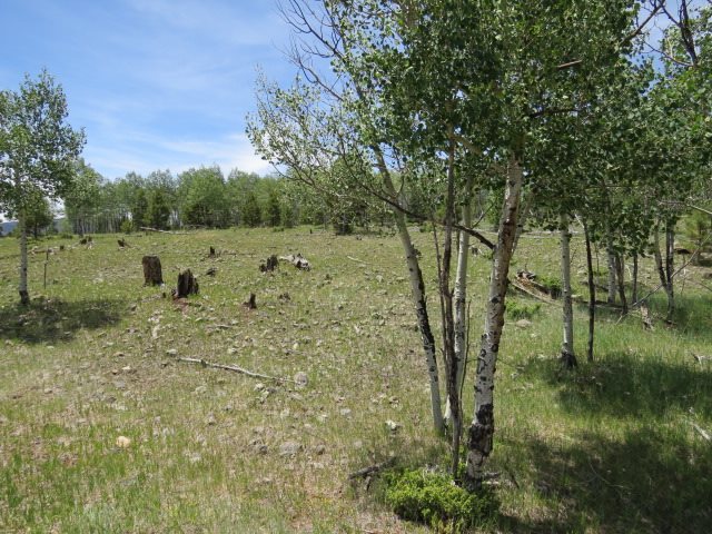 TBD Beaver Loop Lot 150 Drive, Angel Fire, Florida image 8