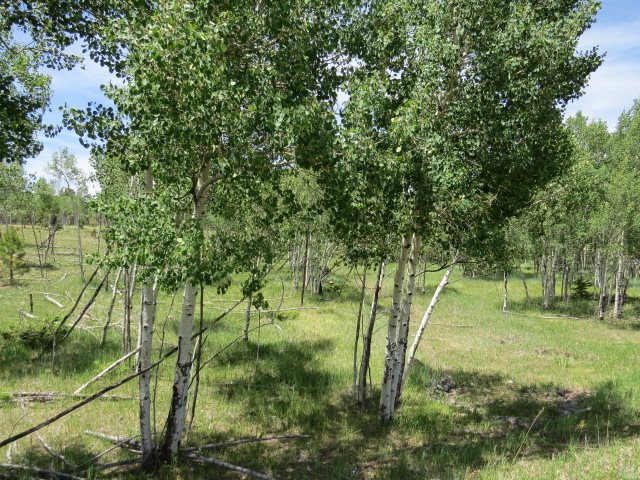 TBD Beaver Loop Lot 150 Drive, Angel Fire, Florida image 6