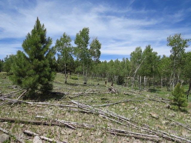 TBD Beaver Loop Lot 150 Drive, Angel Fire, Florida image 9