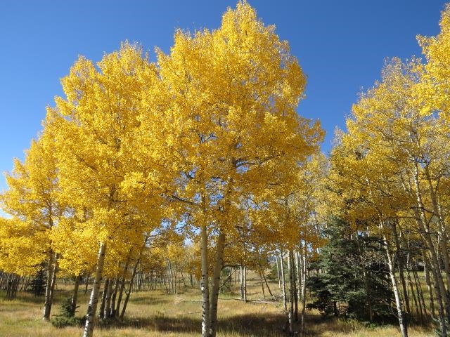 TBD Beaver Loop Lot 150 Drive, Angel Fire, Florida image 1