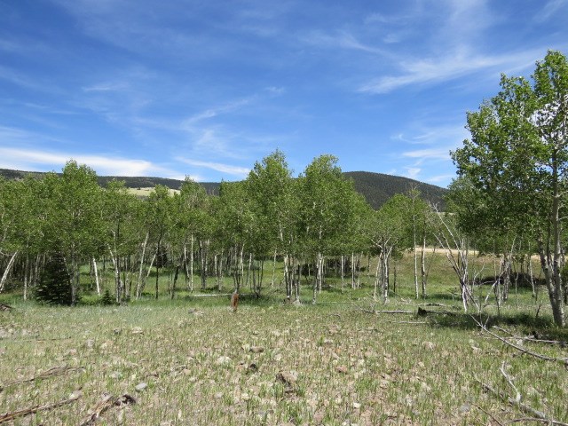 TBD Beaver Loop Lot 150 Drive, Angel Fire, Florida image 12