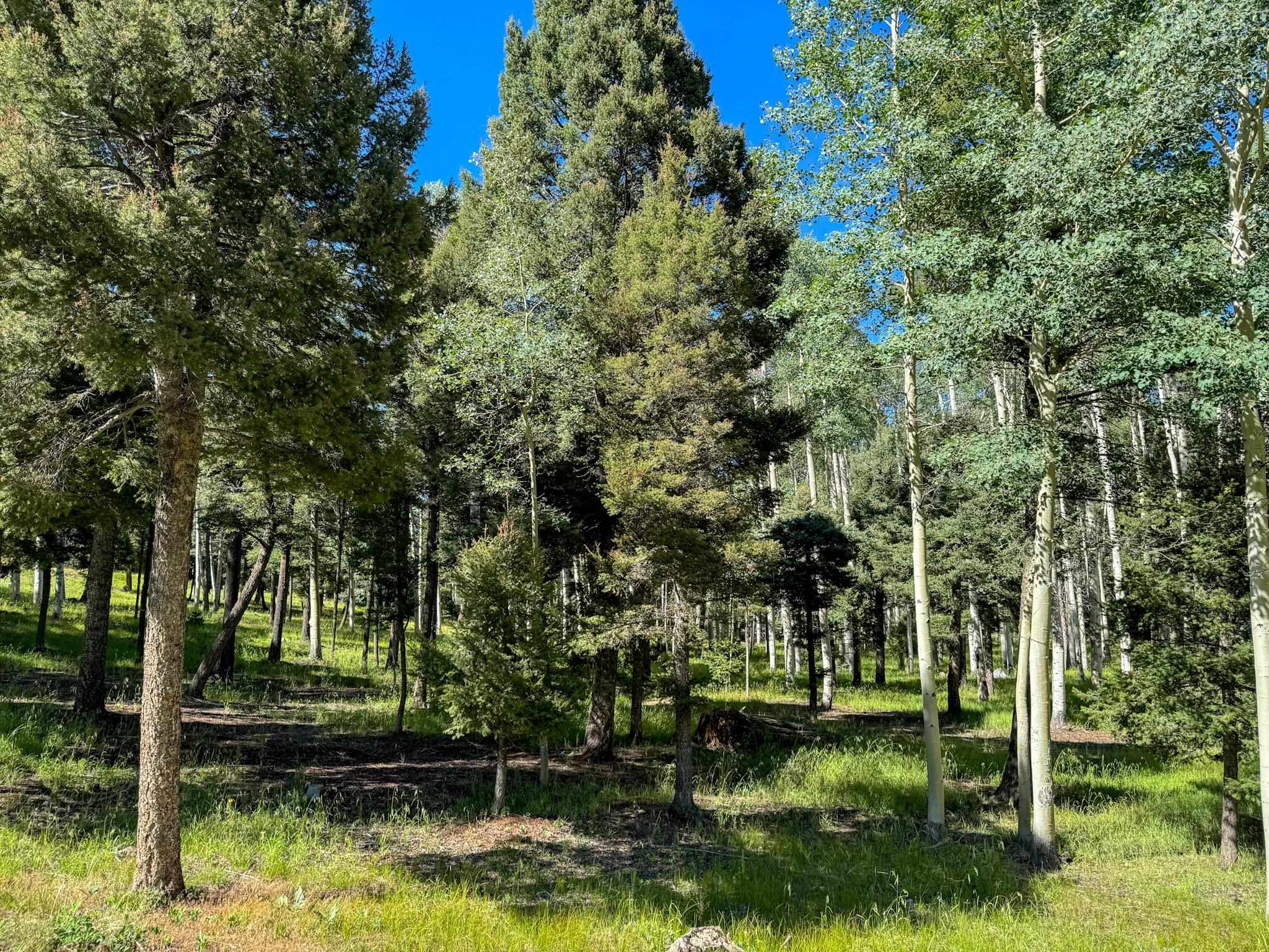 Lot 80 Via De Maria, Angel Fire, New Mexico image 13