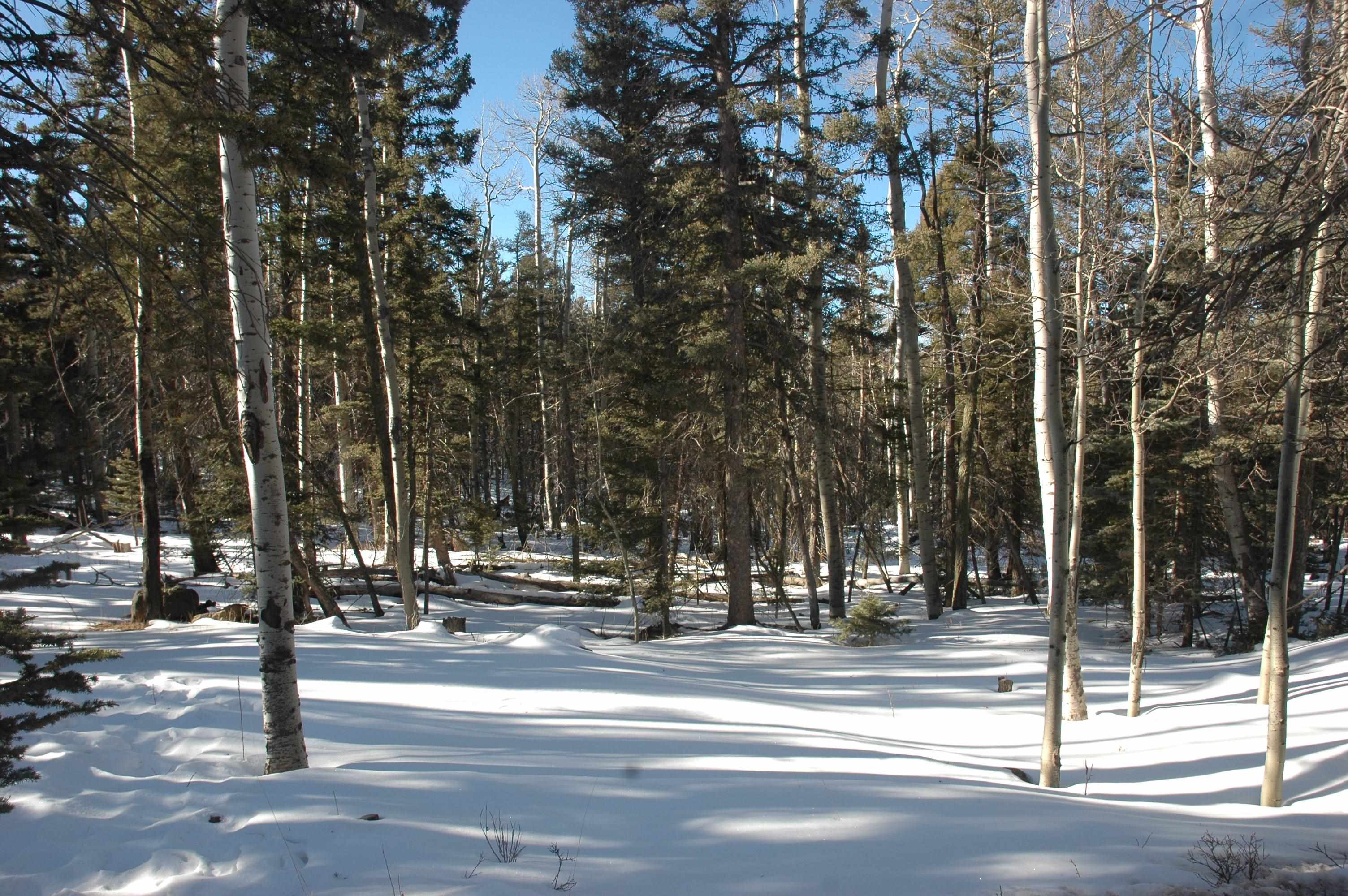 Taos Drive, Angel Fire, New Mexico image 1