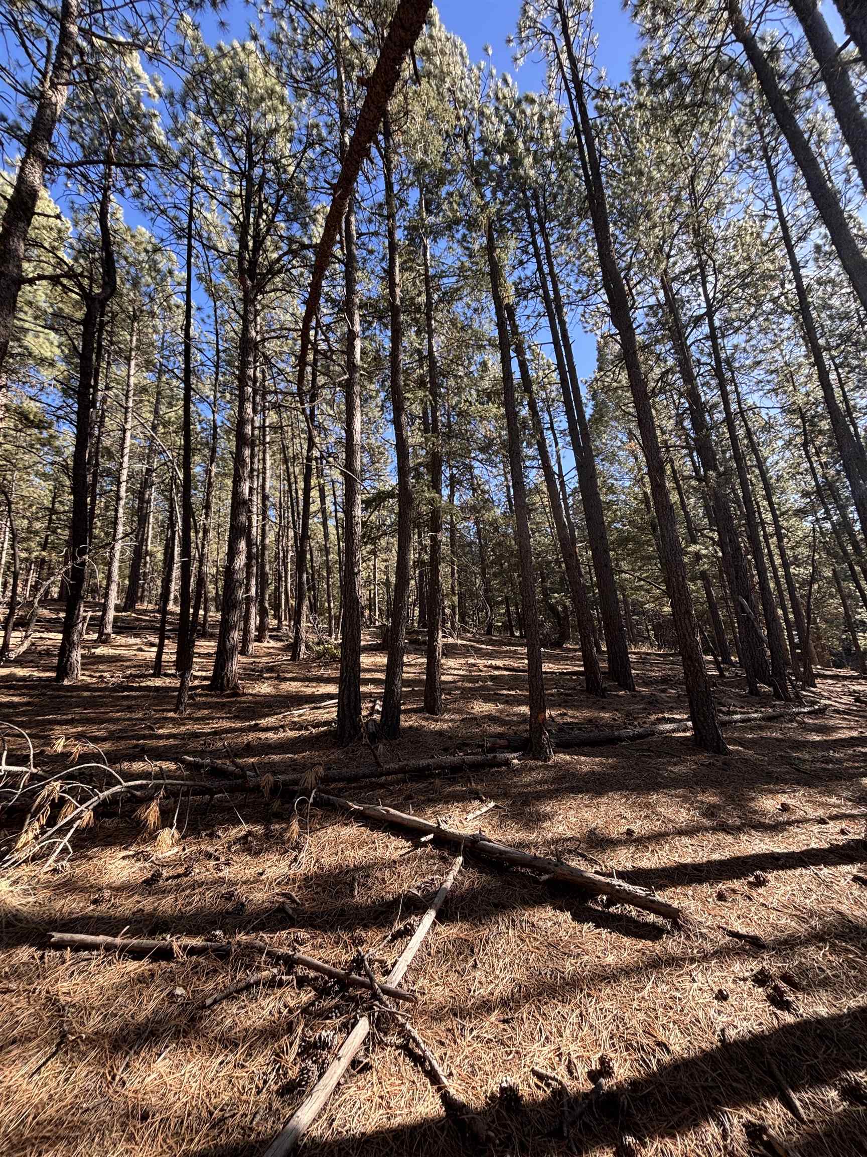 Lot 88 Mammoth Mountain Rd, Angel Fire, New Mexico image 3