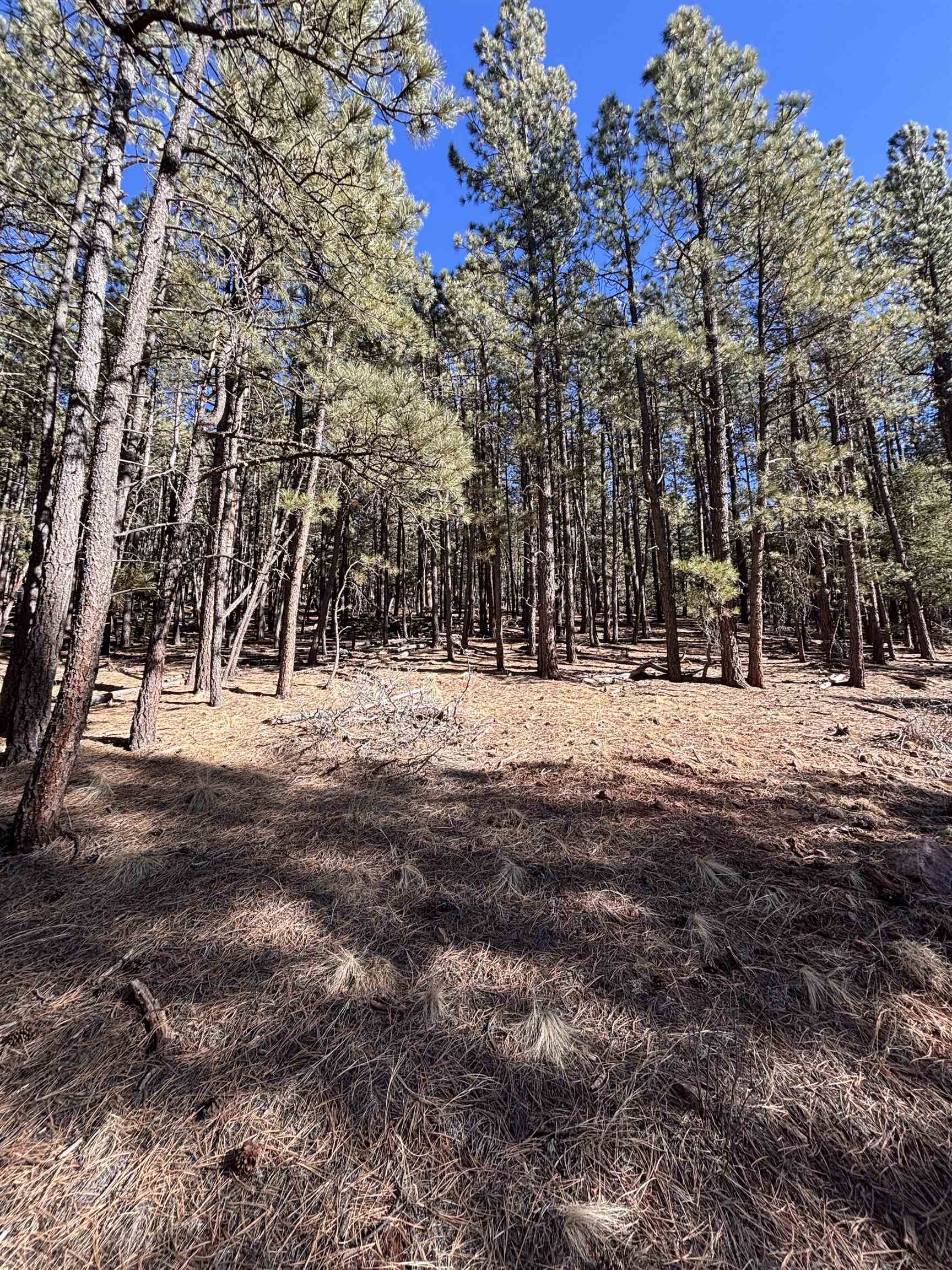 Lot 88 Mammoth Mountain Rd, Angel Fire, New Mexico image 2