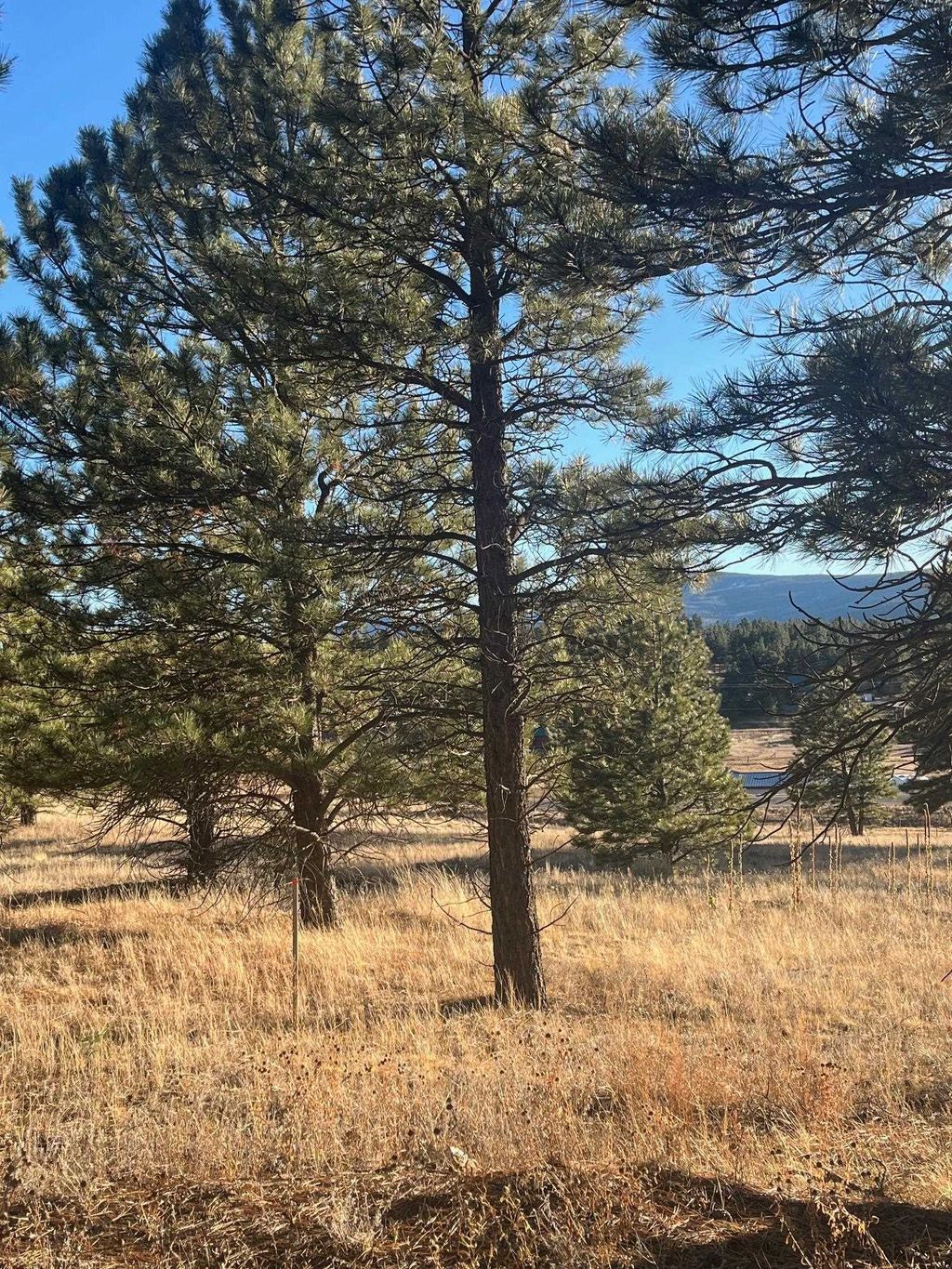 Photo of 1 and 2 Lower Rd, Black Lake, NM 87710 (MLS # 114325)