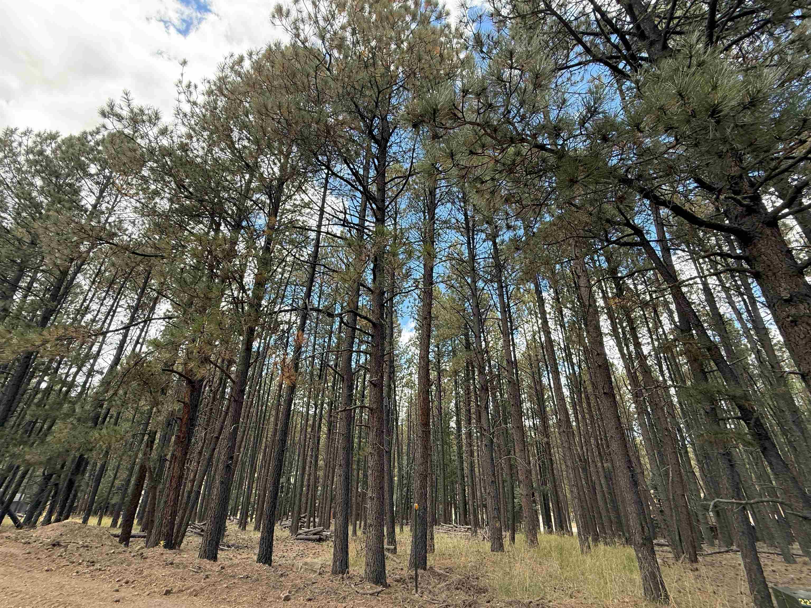 Lot 7 Pine Valley Drive