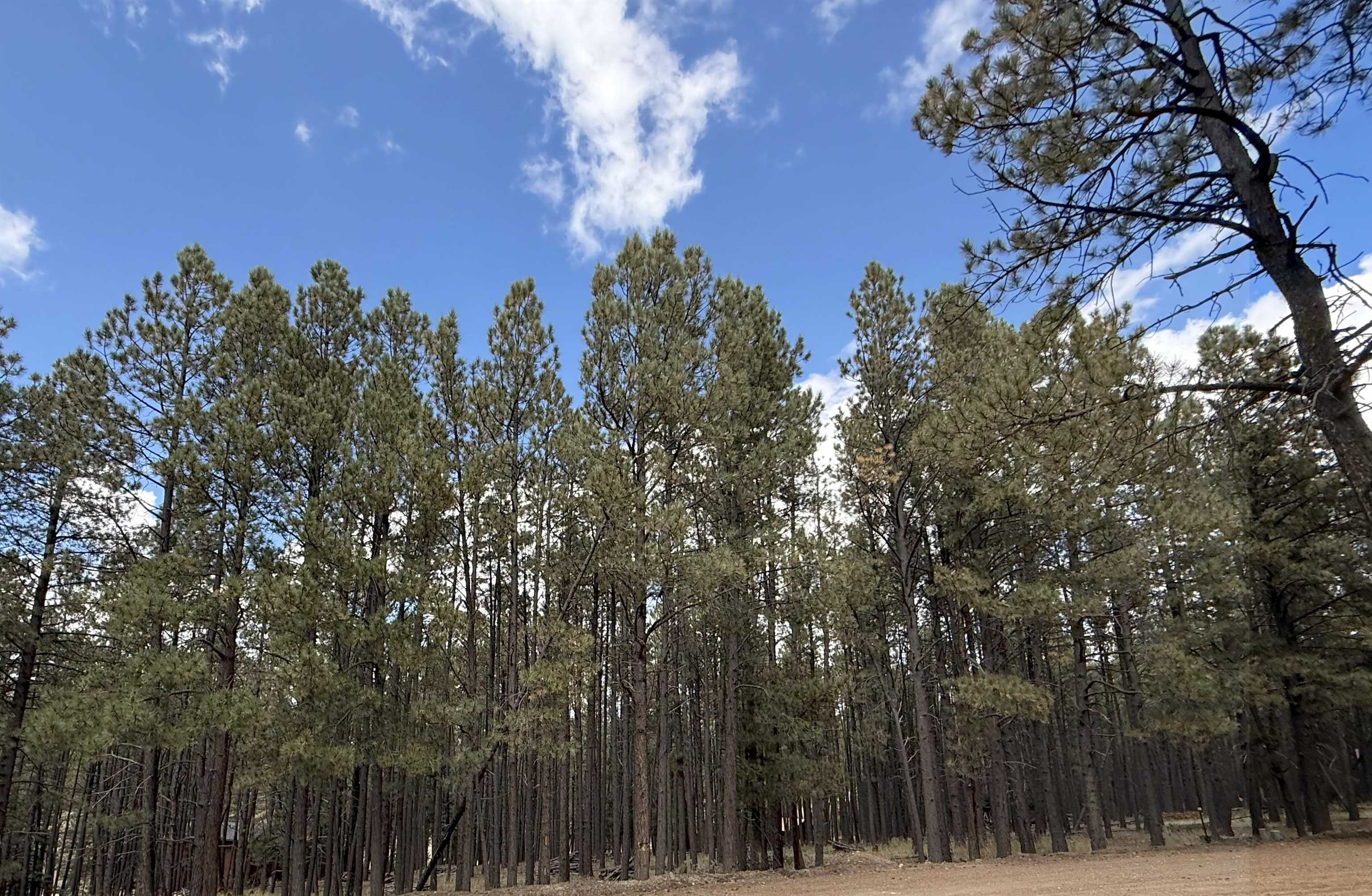 Lot 7 Pine Valley Drive