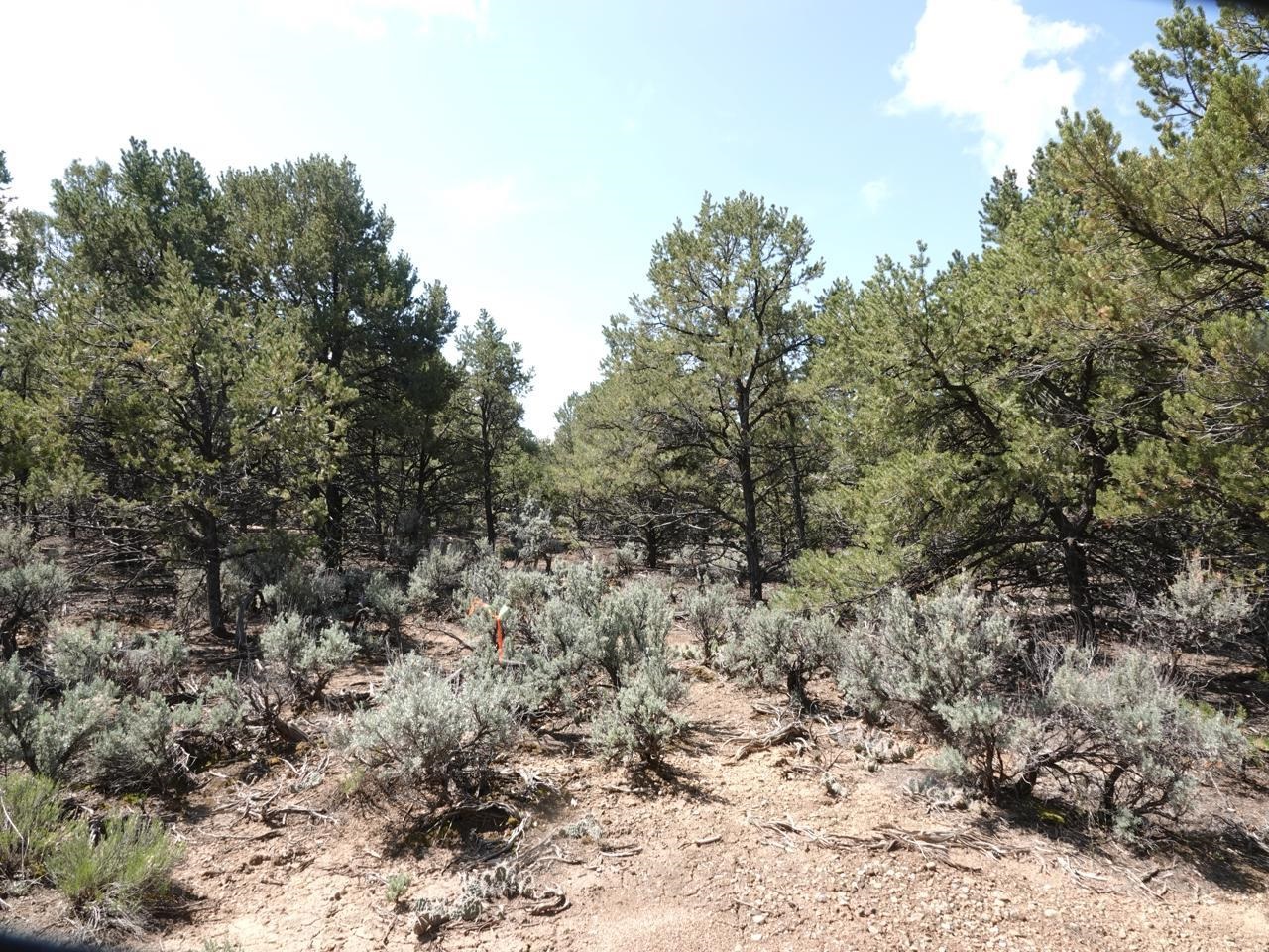 Off Lorian, Questa, New Mexico image 3