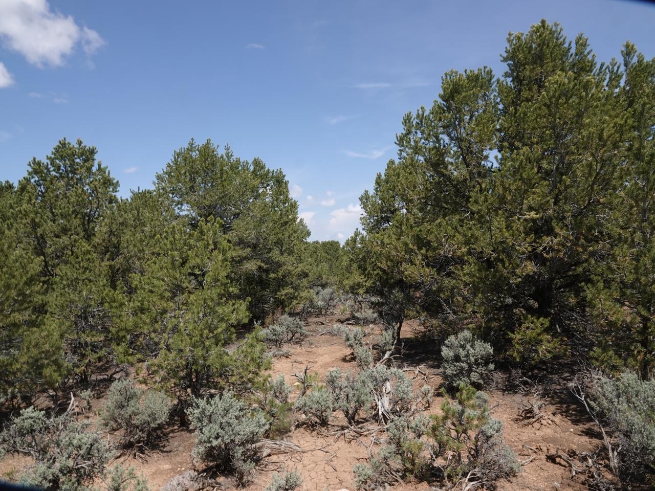 Off Lorian, Questa, New Mexico image 13