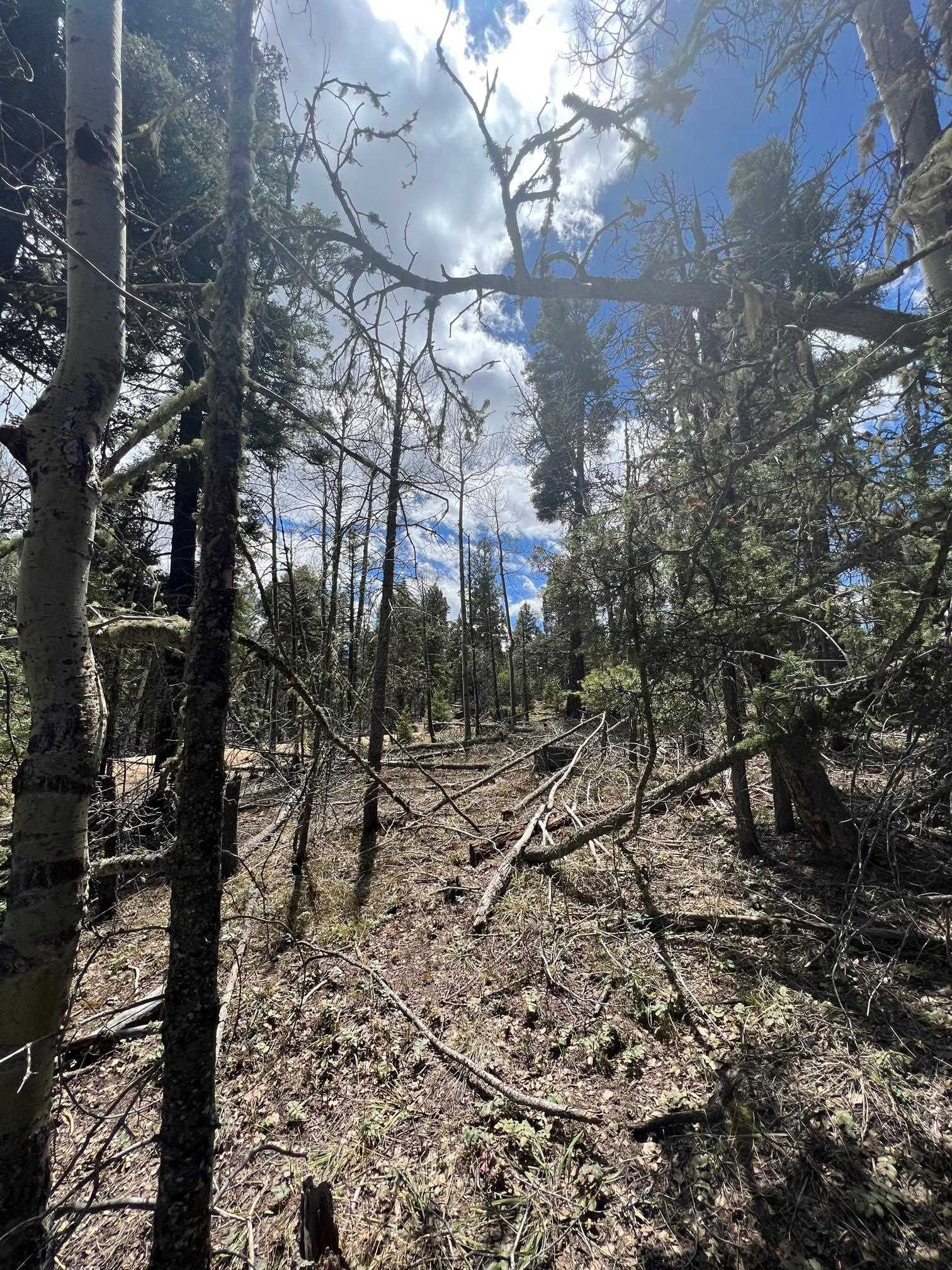 Lot 54 Vermejo Cir, Angel Fire, New Mexico image 2