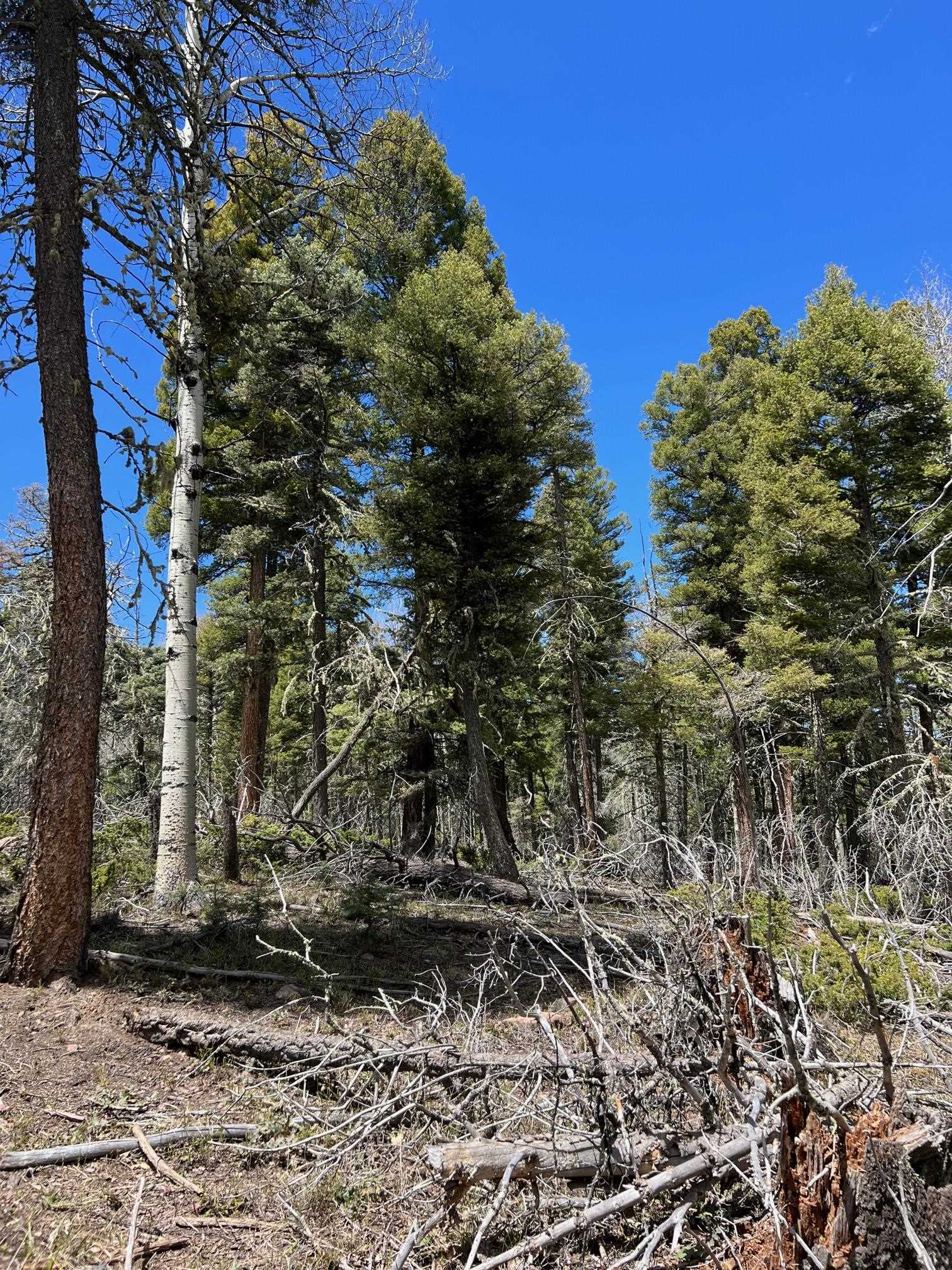 Lot 54 Vermejo Cir, Angel Fire, New Mexico image 3