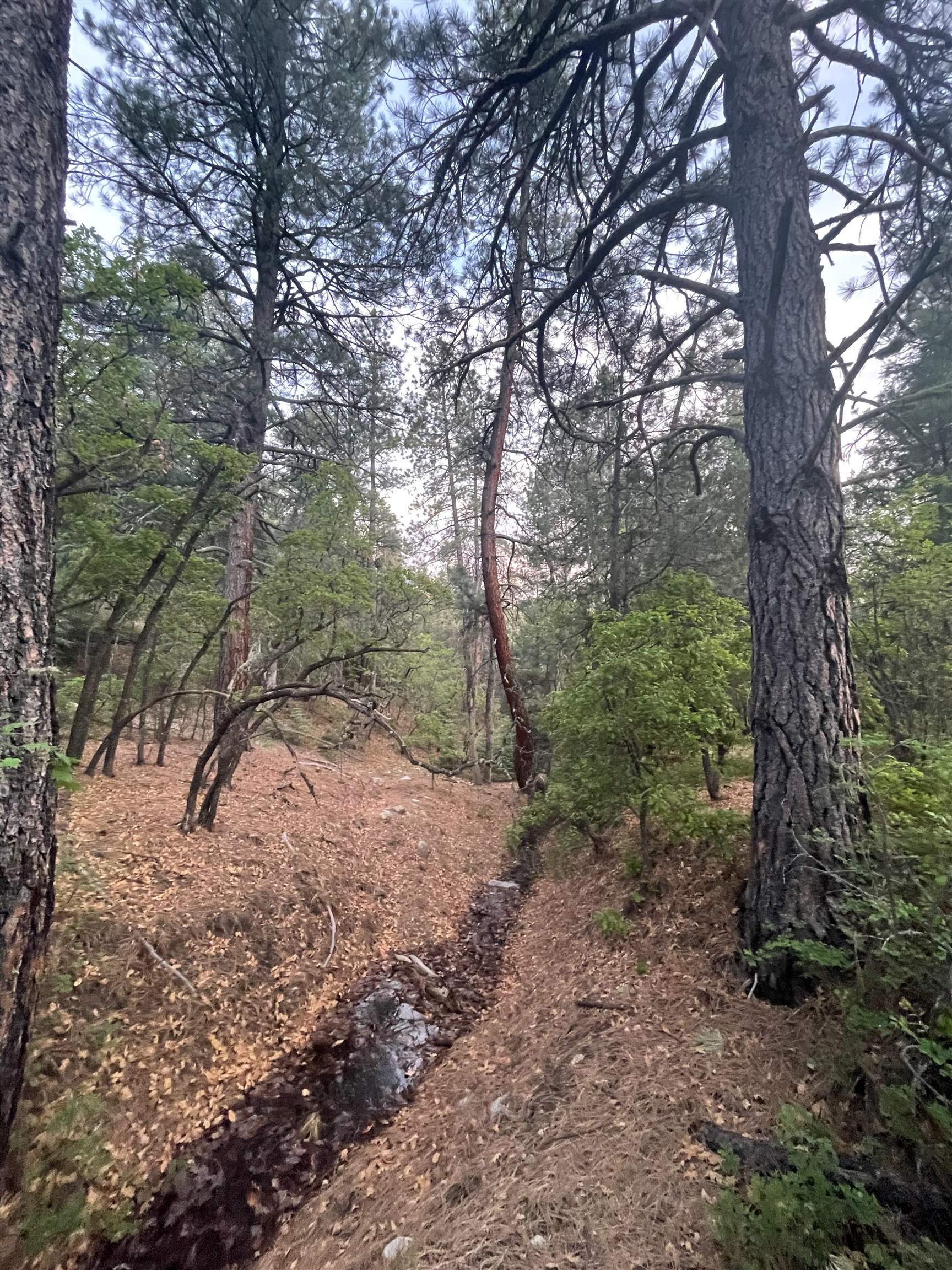 267 Gallina Canyon Rd, Taos, New Mexico image 29