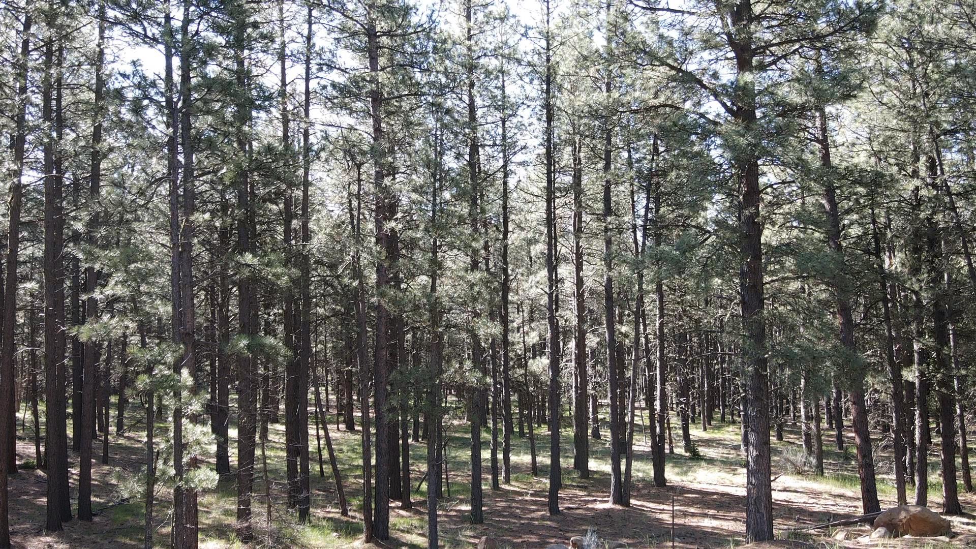 Lot 67 San Juan Dr #30, Angel Fire, Texas image 1