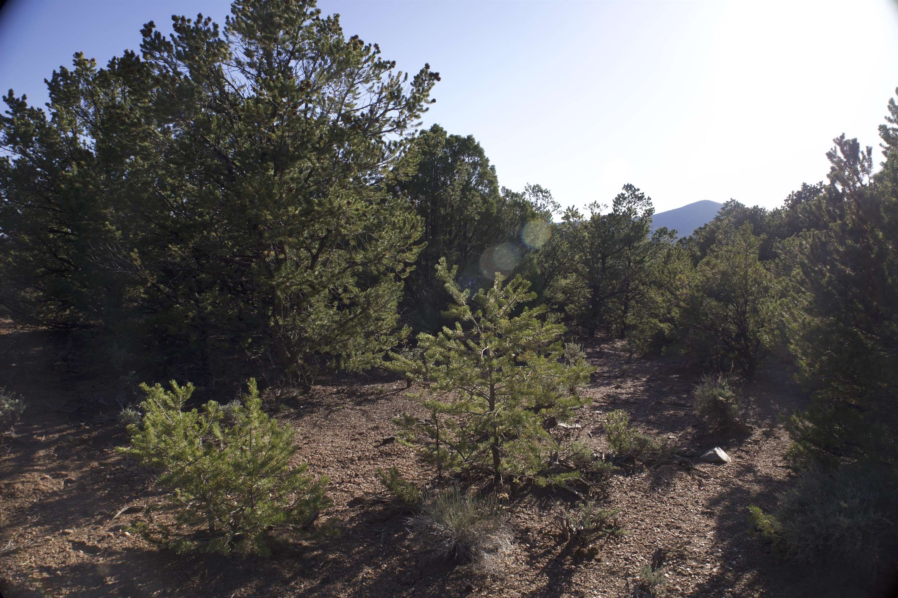 Lot 14 Llano Rd, Questa, New Mexico image 7