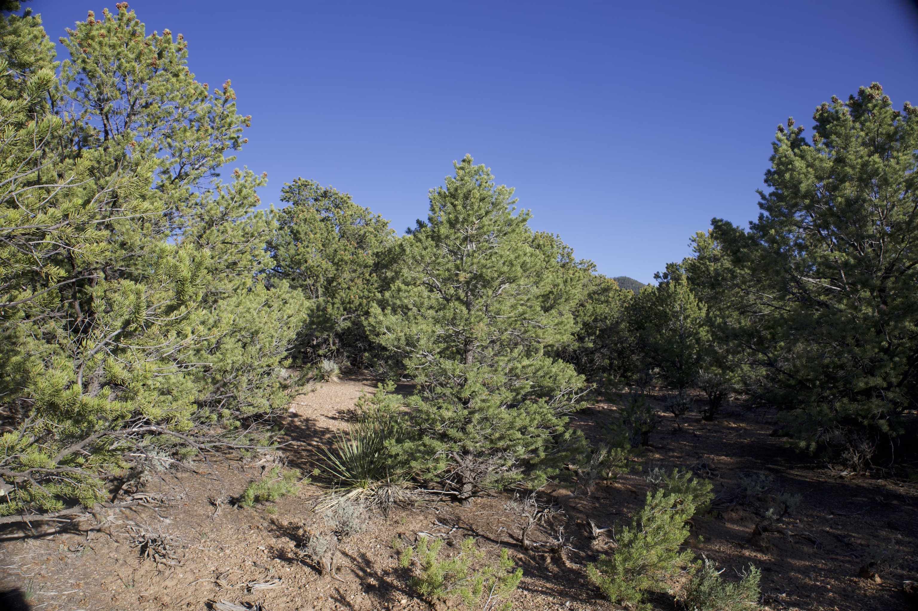 Lot 14 Llano Rd, Questa, New Mexico image 6
