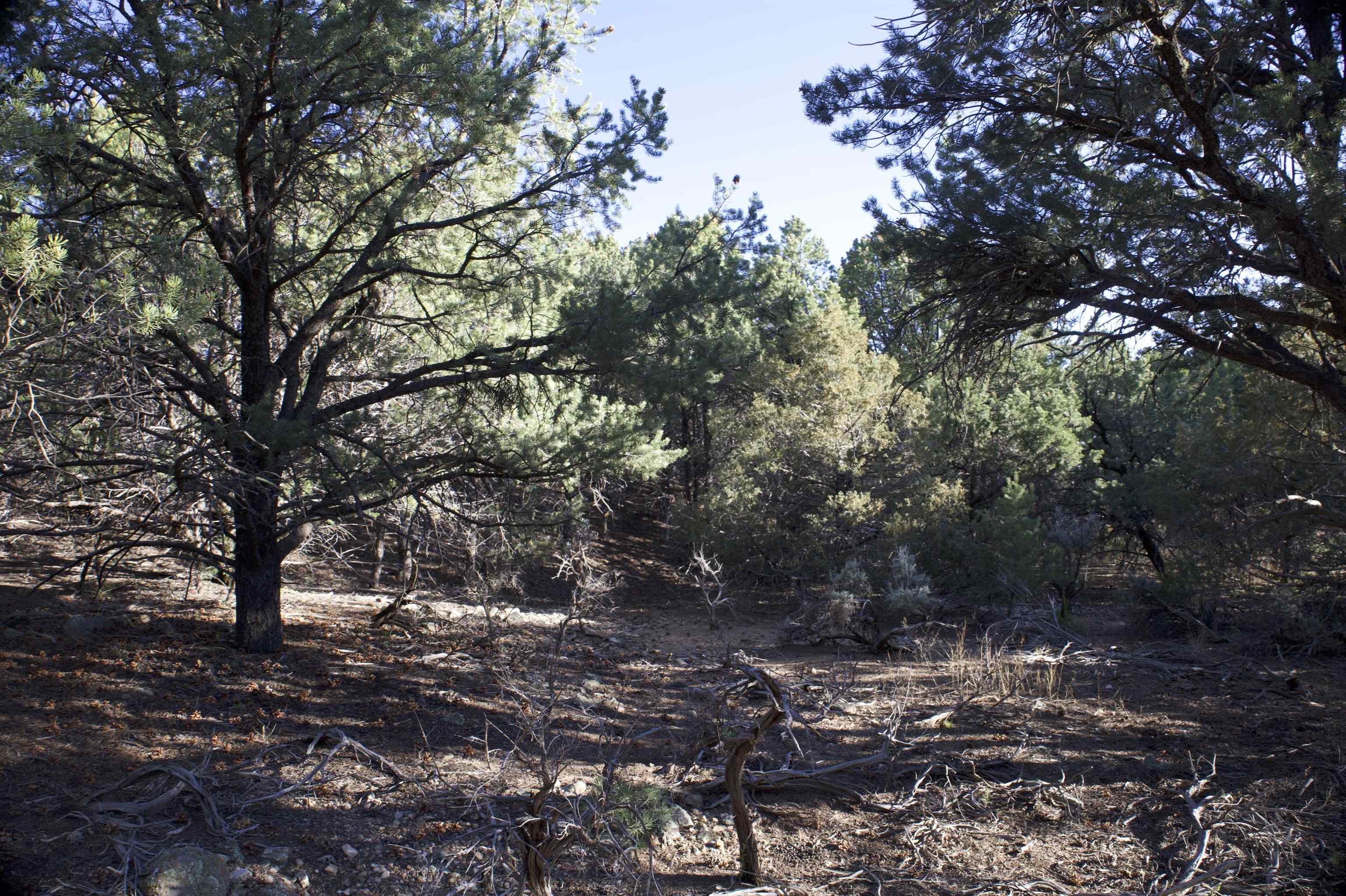 Lot 14 Llano Rd, Questa, New Mexico image 5