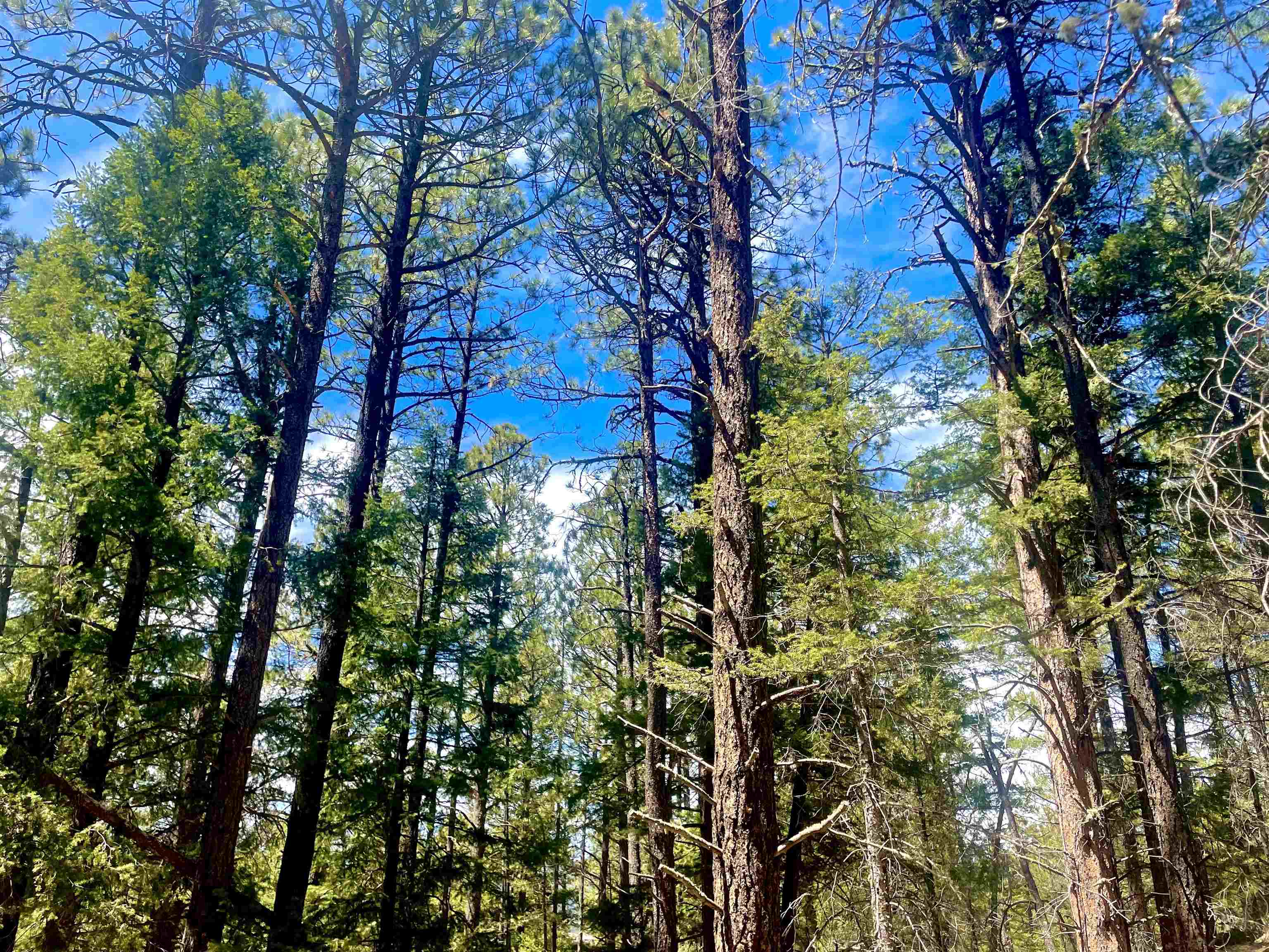 Lot 150 Back Basin Road, Angel Fire, New Mexico image 27