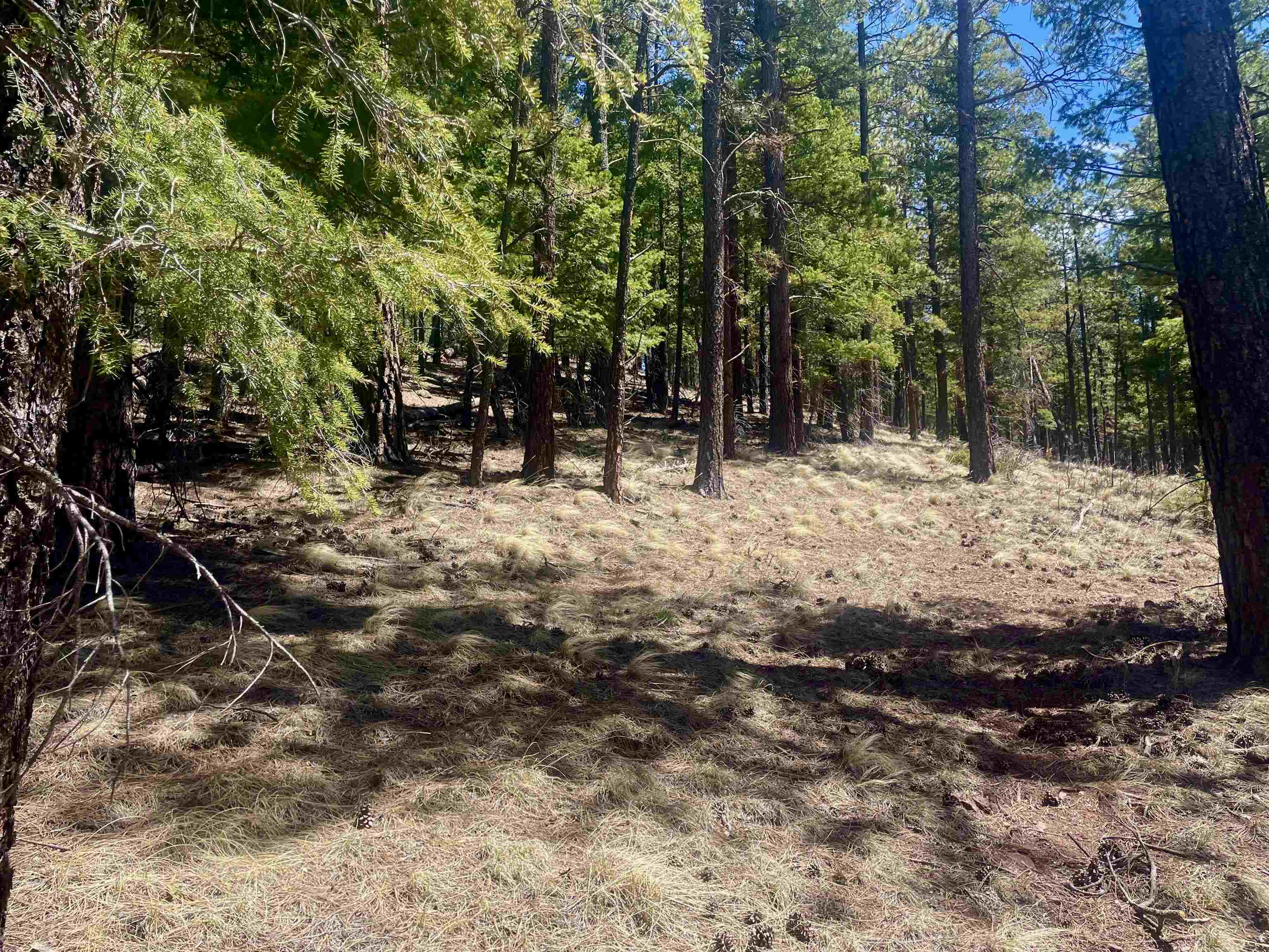 Lot 150 Back Basin Road, Angel Fire, New Mexico image 16