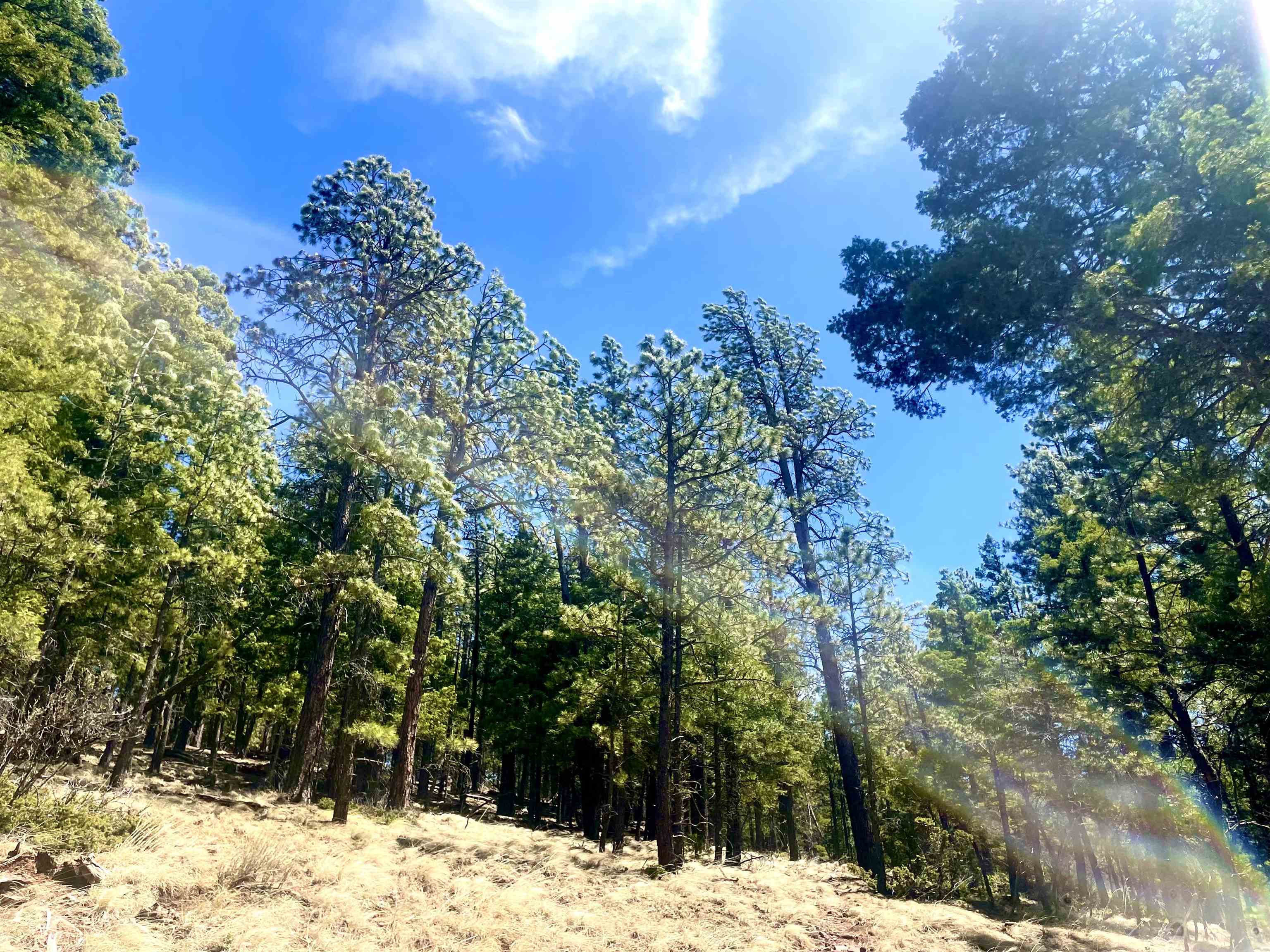 Lot 150 Back Basin Road, Angel Fire, New Mexico image 20