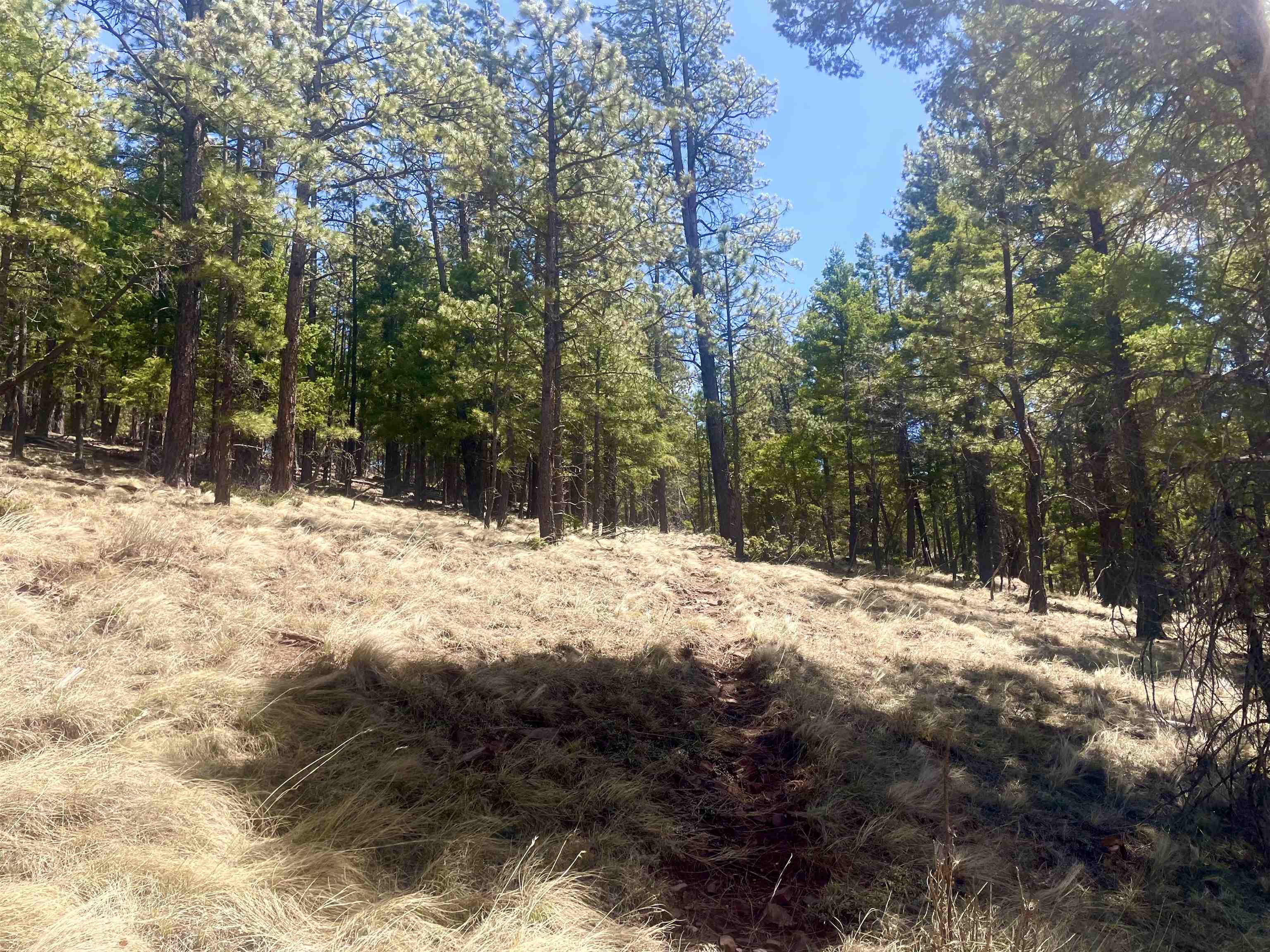 Lot 150 Back Basin Road, Angel Fire, New Mexico image 14