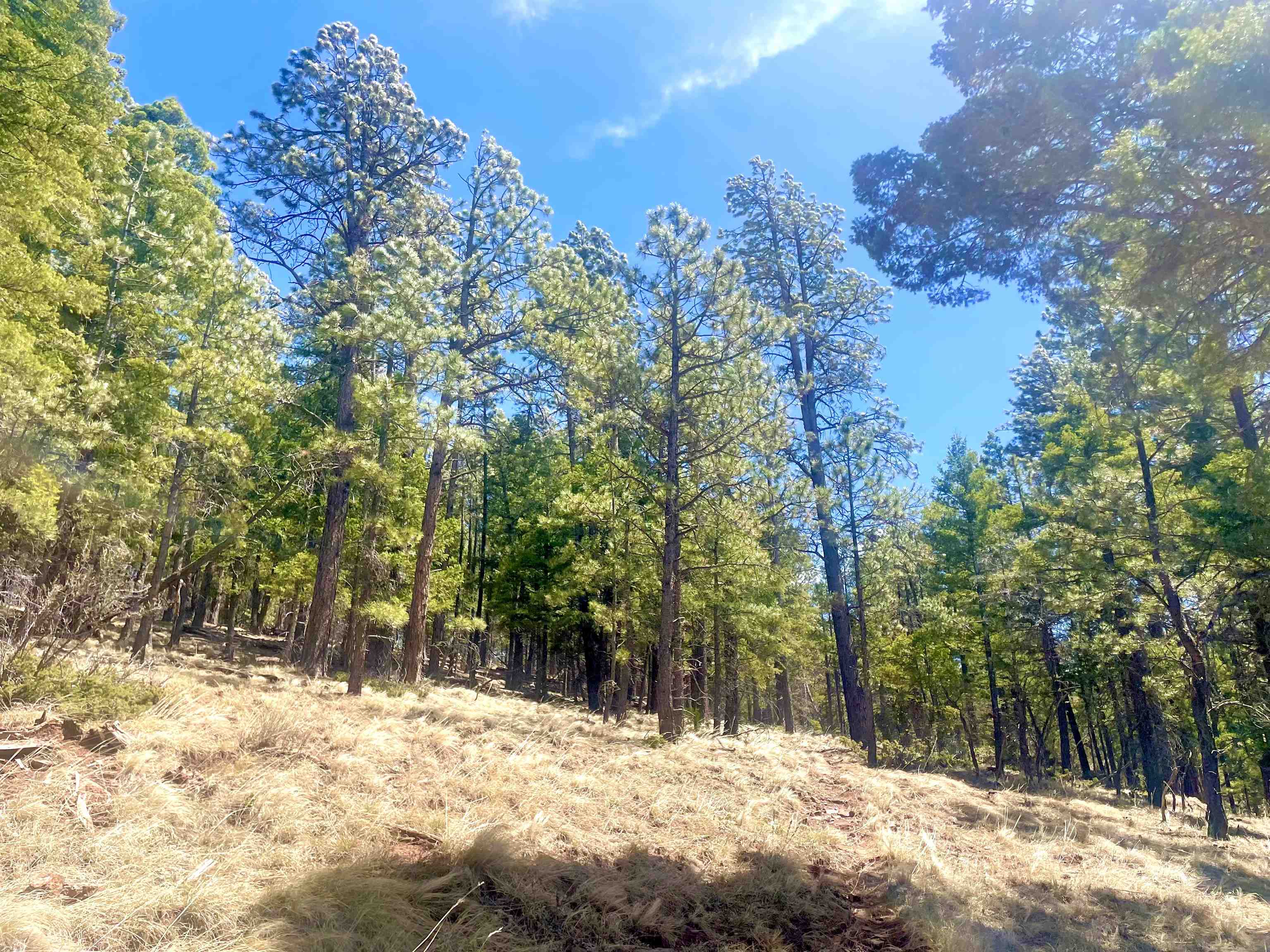 Lot 150 Back Basin Road, Angel Fire, New Mexico image 15