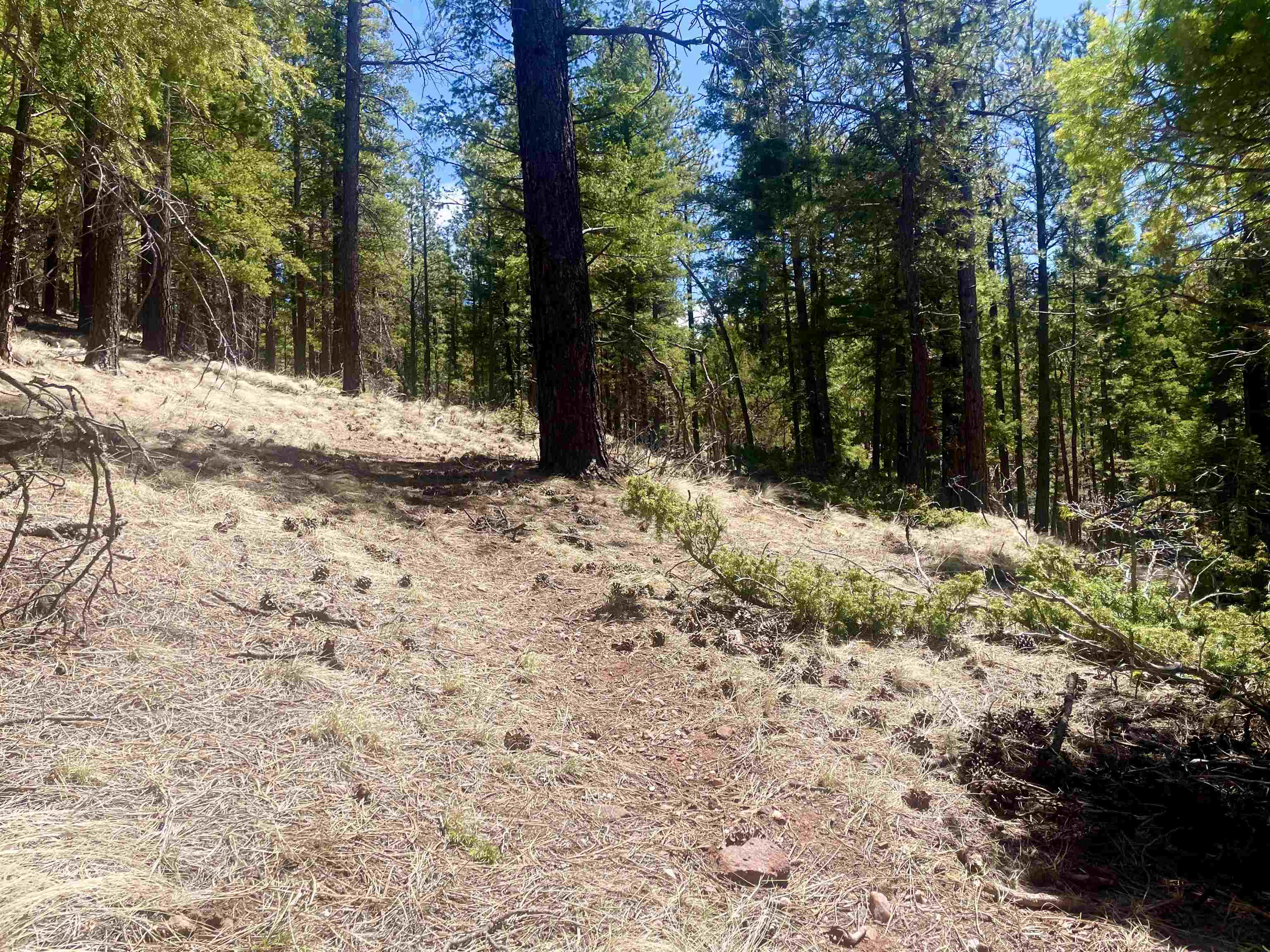Lot 150 Back Basin Road, Angel Fire, New Mexico image 18