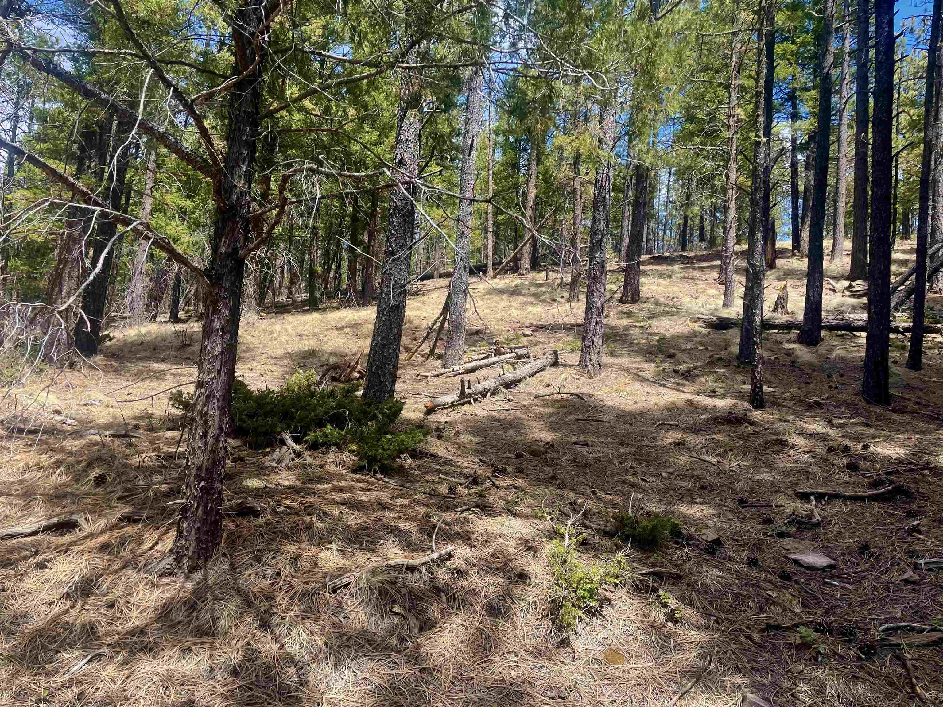 Lot 150 Back Basin Road, Angel Fire, New Mexico image 4