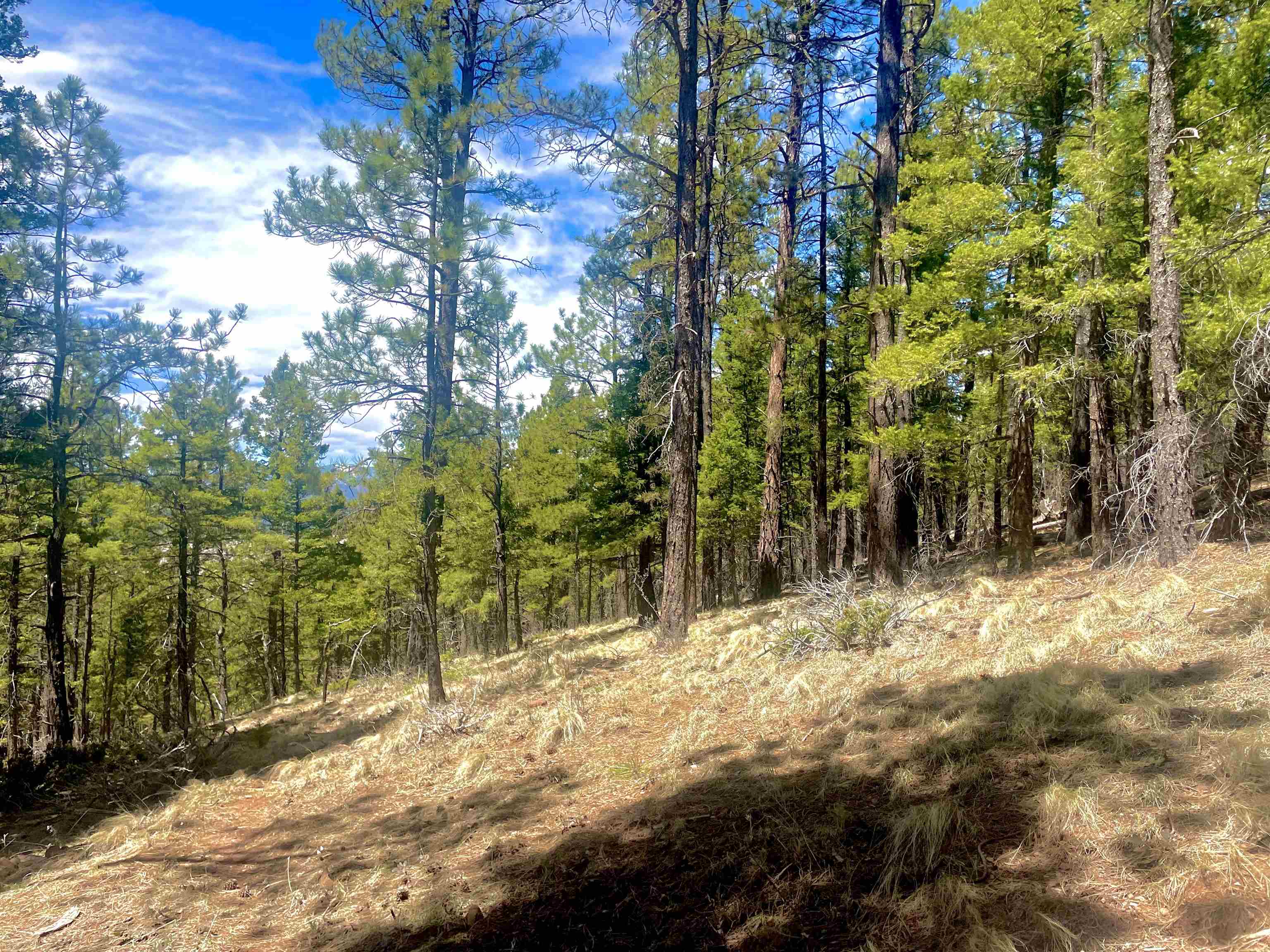 Lot 150 Back Basin Road, Angel Fire, New Mexico image 25