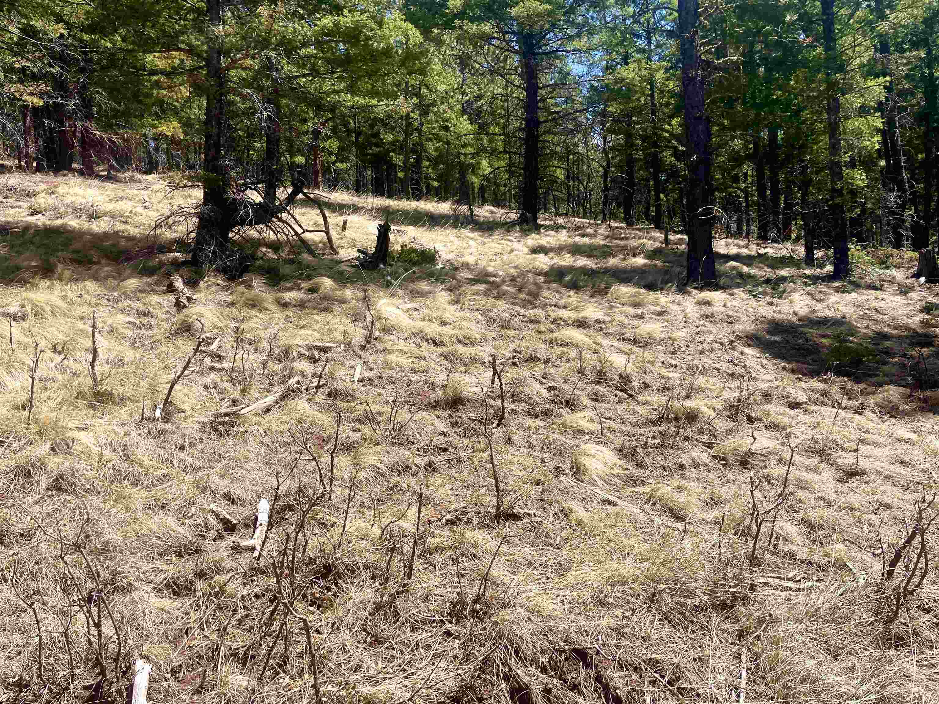 Lot 150 Back Basin Road, Angel Fire, New Mexico image 12