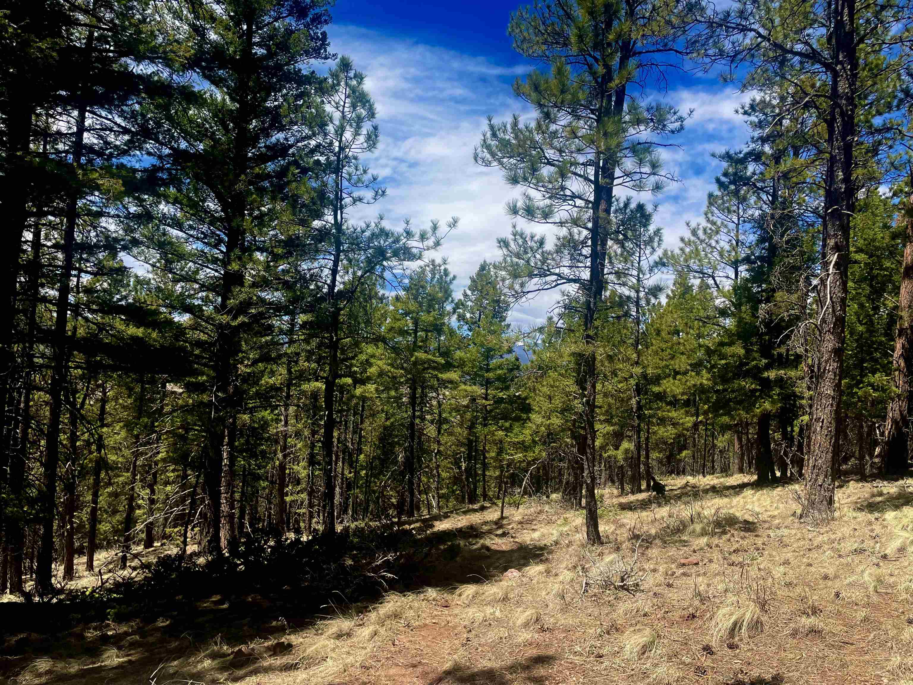 Lot 150 Back Basin Road, Angel Fire, New Mexico image 19