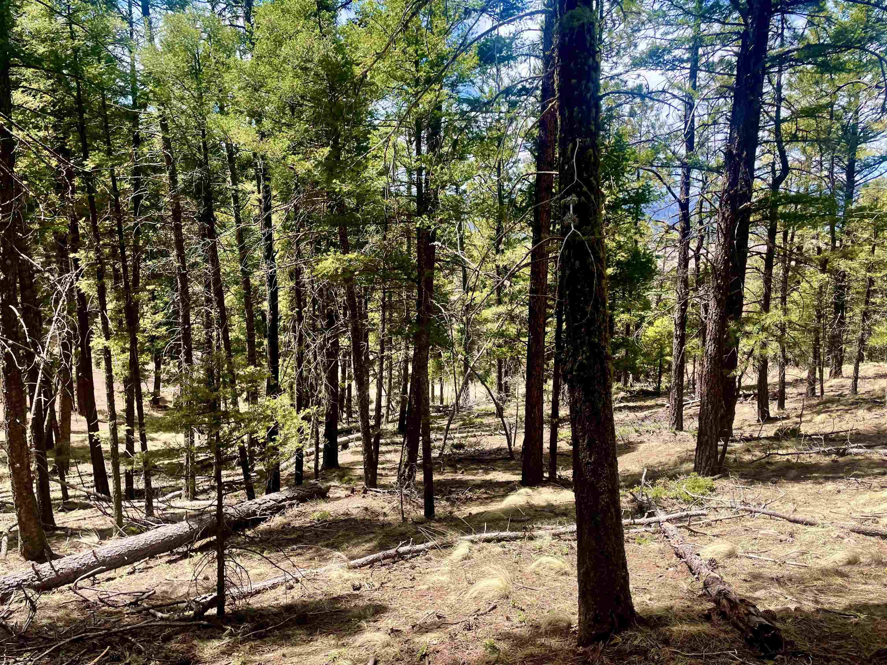 Lot 150 Back Basin Road, Angel Fire, New Mexico image 3