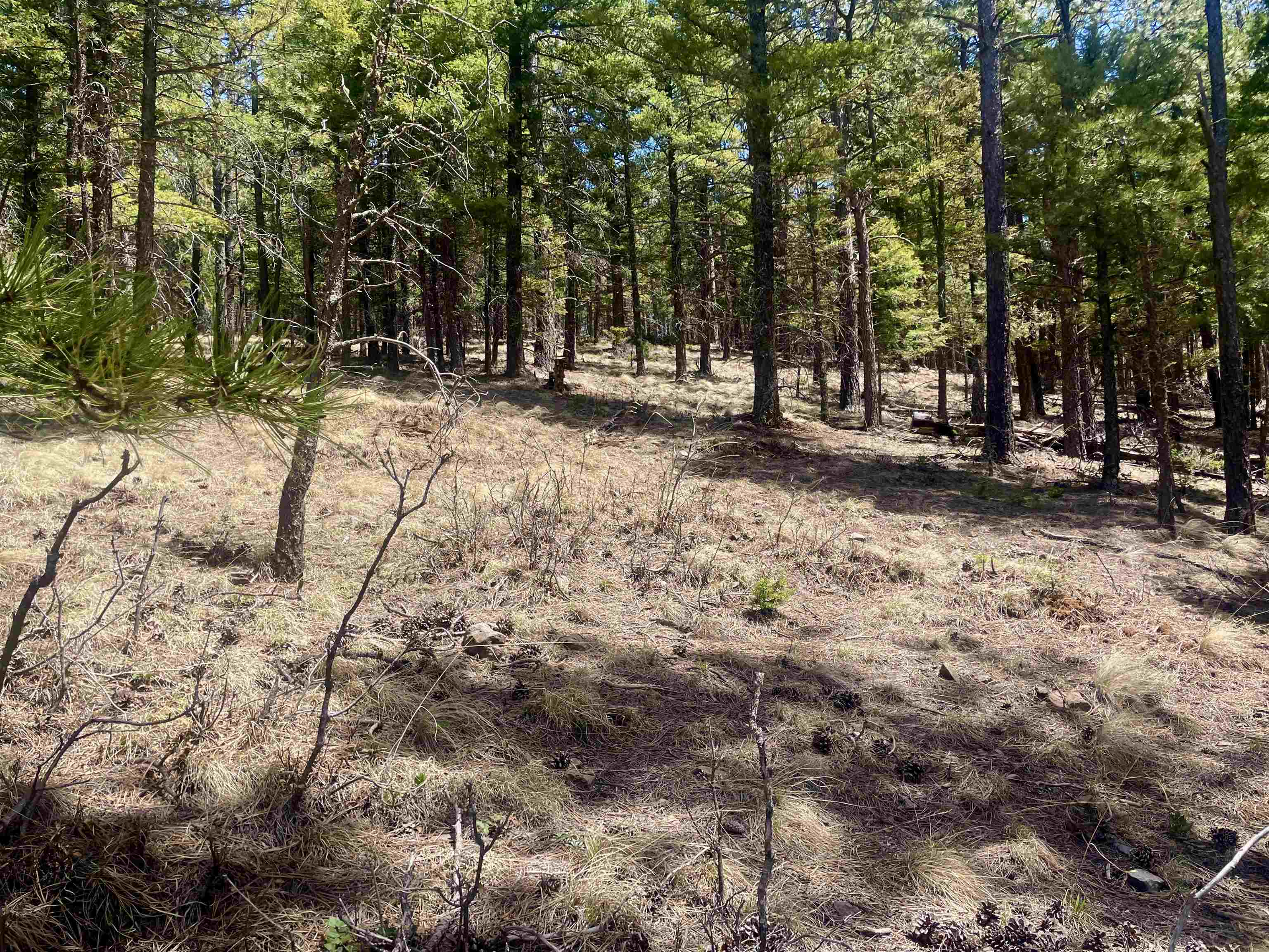 Lot 150 Back Basin Road, Angel Fire, New Mexico image 10