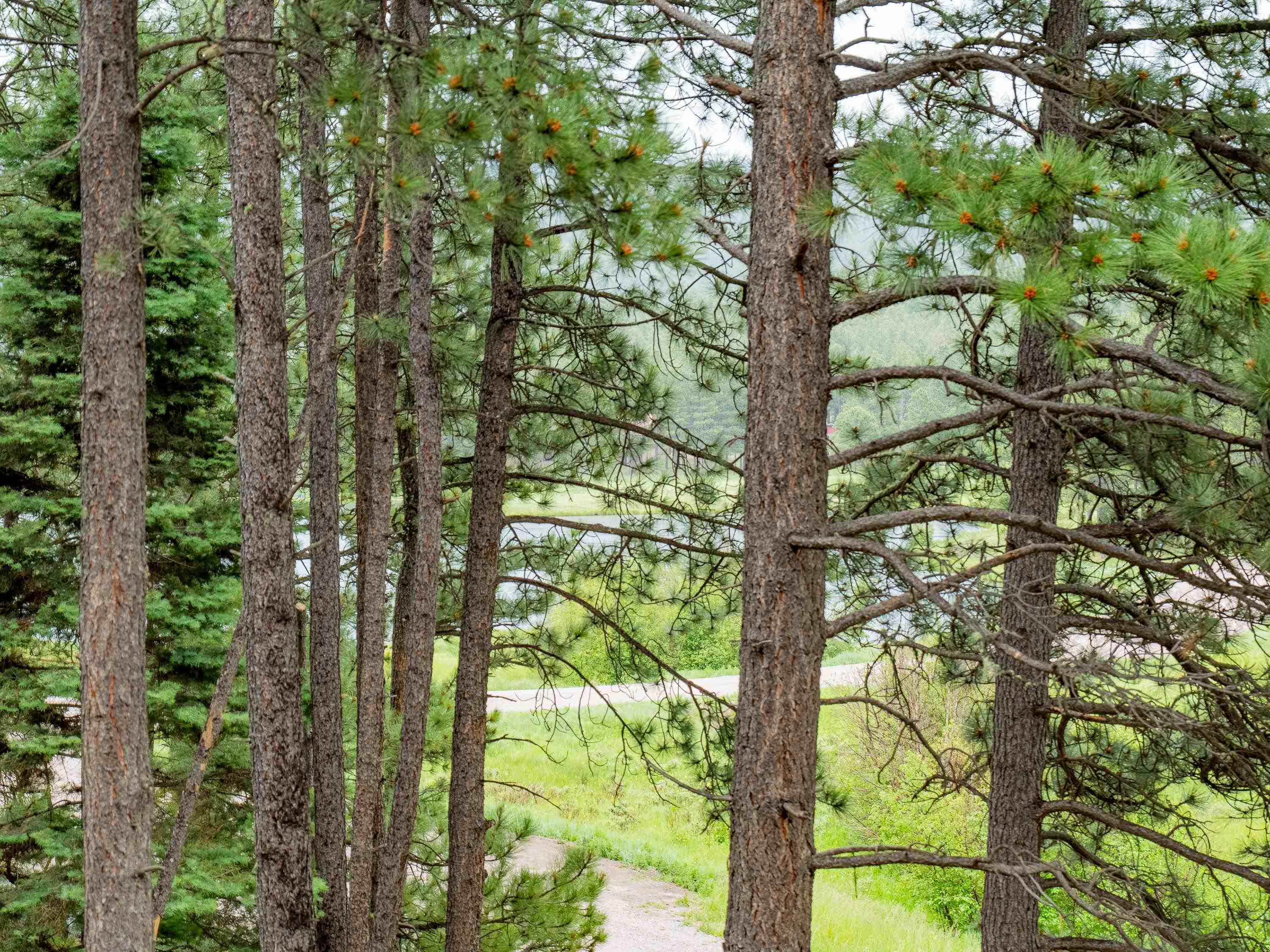 Angel Fire, New Mexico 87710, United States, 4 Bedrooms Bedrooms, ,2 BathroomsBathrooms,Residential,Active,165266