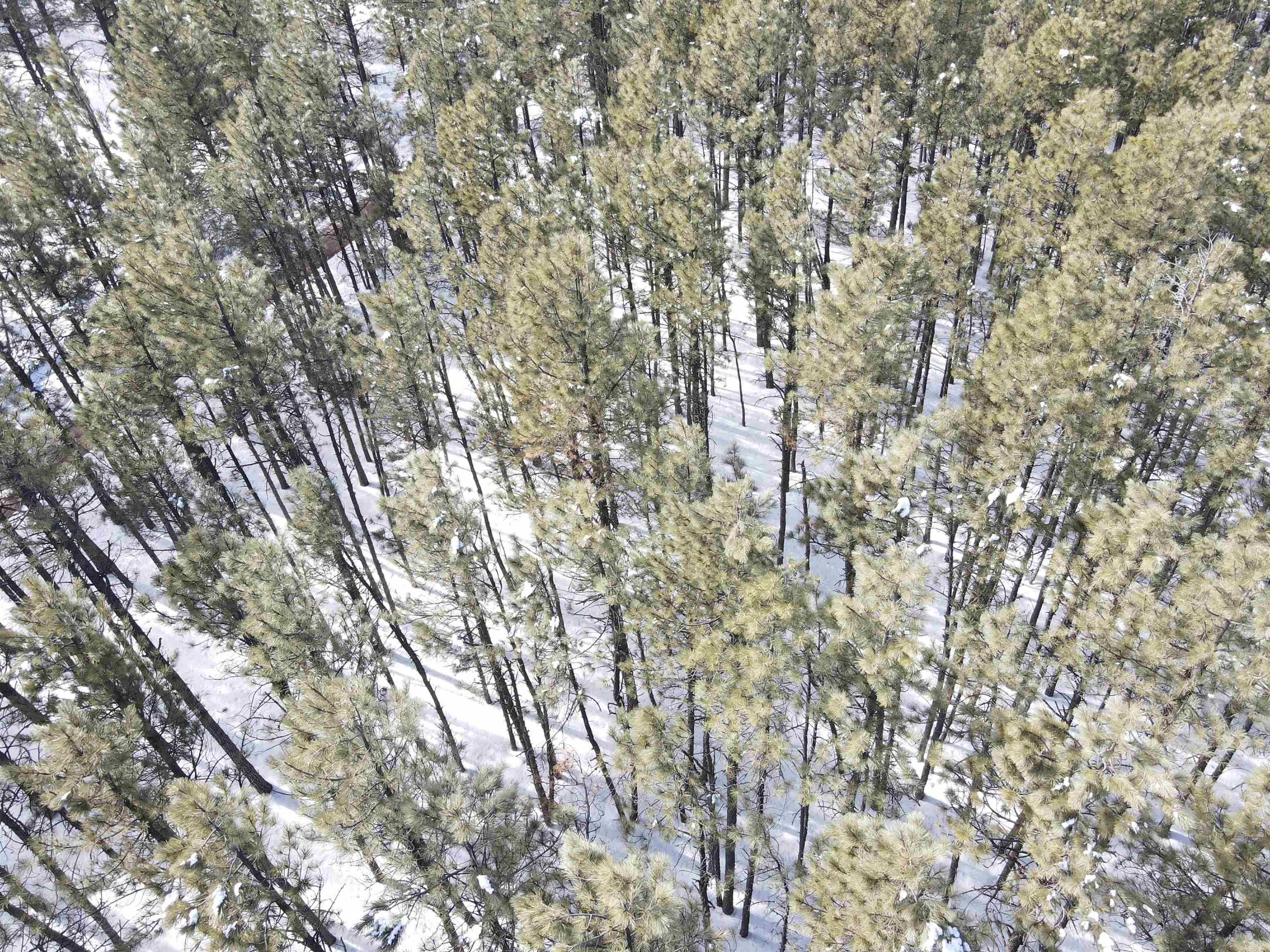 Lot 5 Pine Valley Drive, Angel Fire, New Mexico image 15