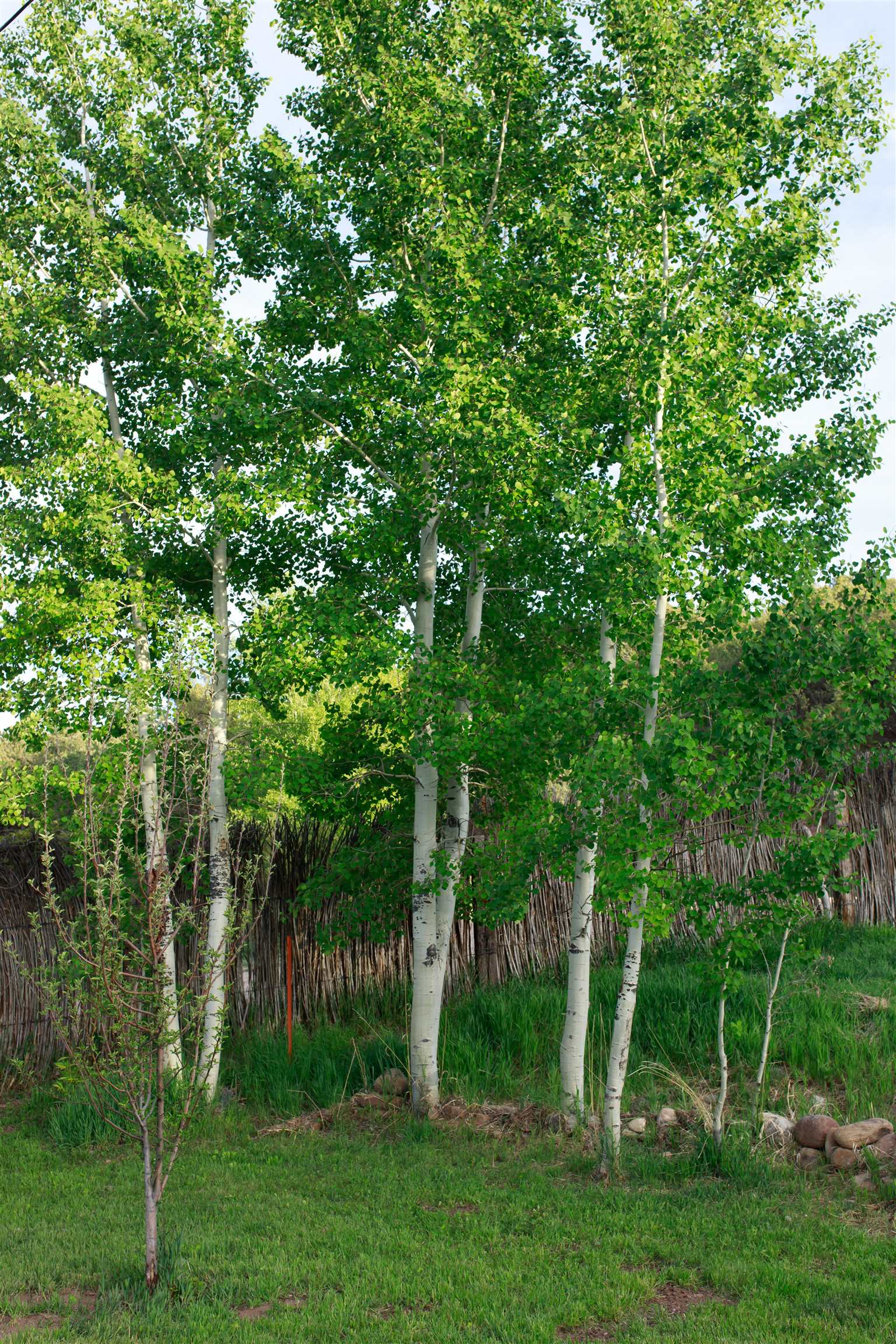 Penasco, New Mexico 87553, United States, 3 Bedrooms Bedrooms, ,2 BathroomsBathrooms,Residential,Active,155133