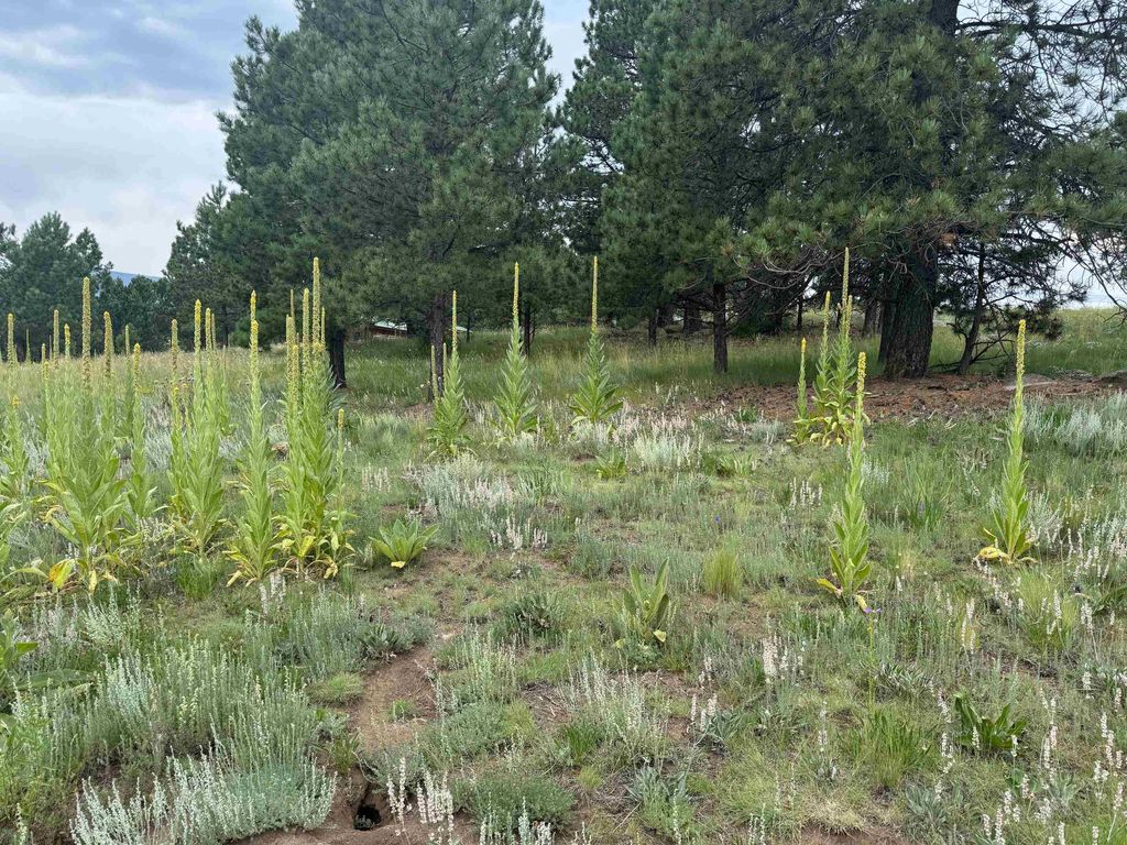 Photo of Lot 39 Whymans Black Lake Estates, Angel Fire, NM 87710 (MLS # 113866)