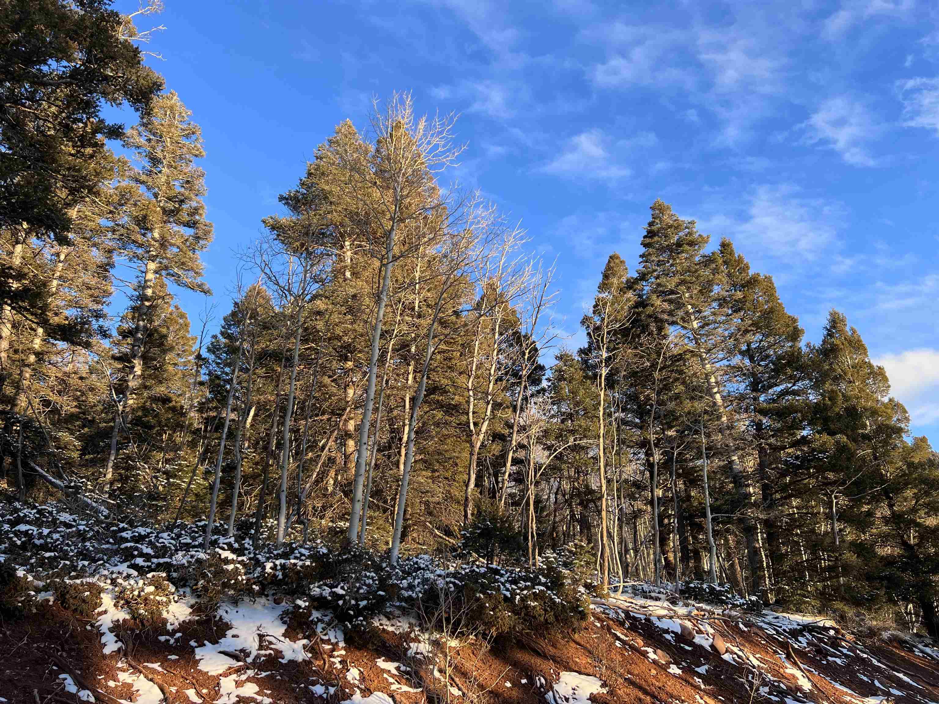 Lot 81 Back Basin Rd, Angel Fire, New Mexico image 2