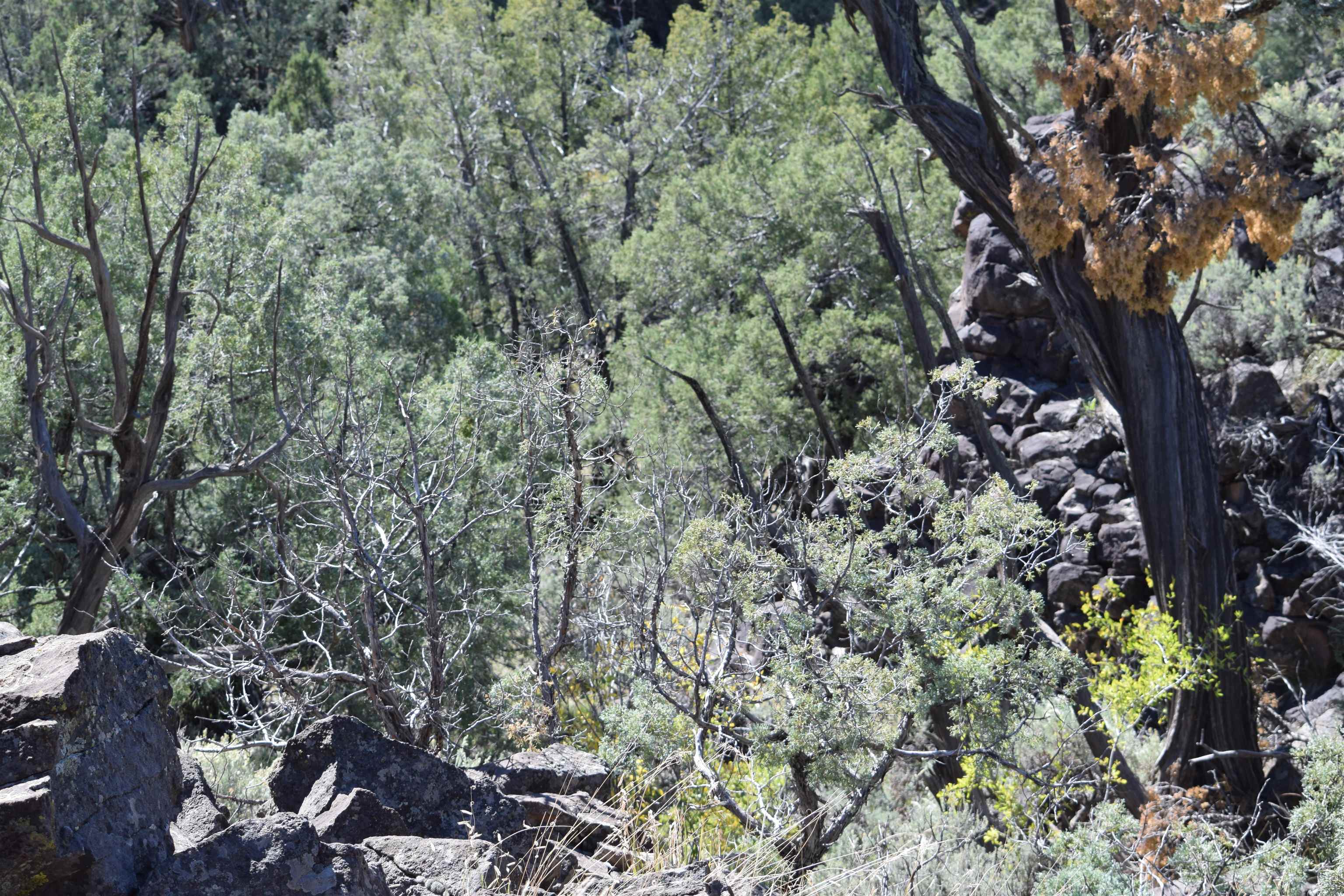 95205 Matisse Road, Carson, New Mexico image 20