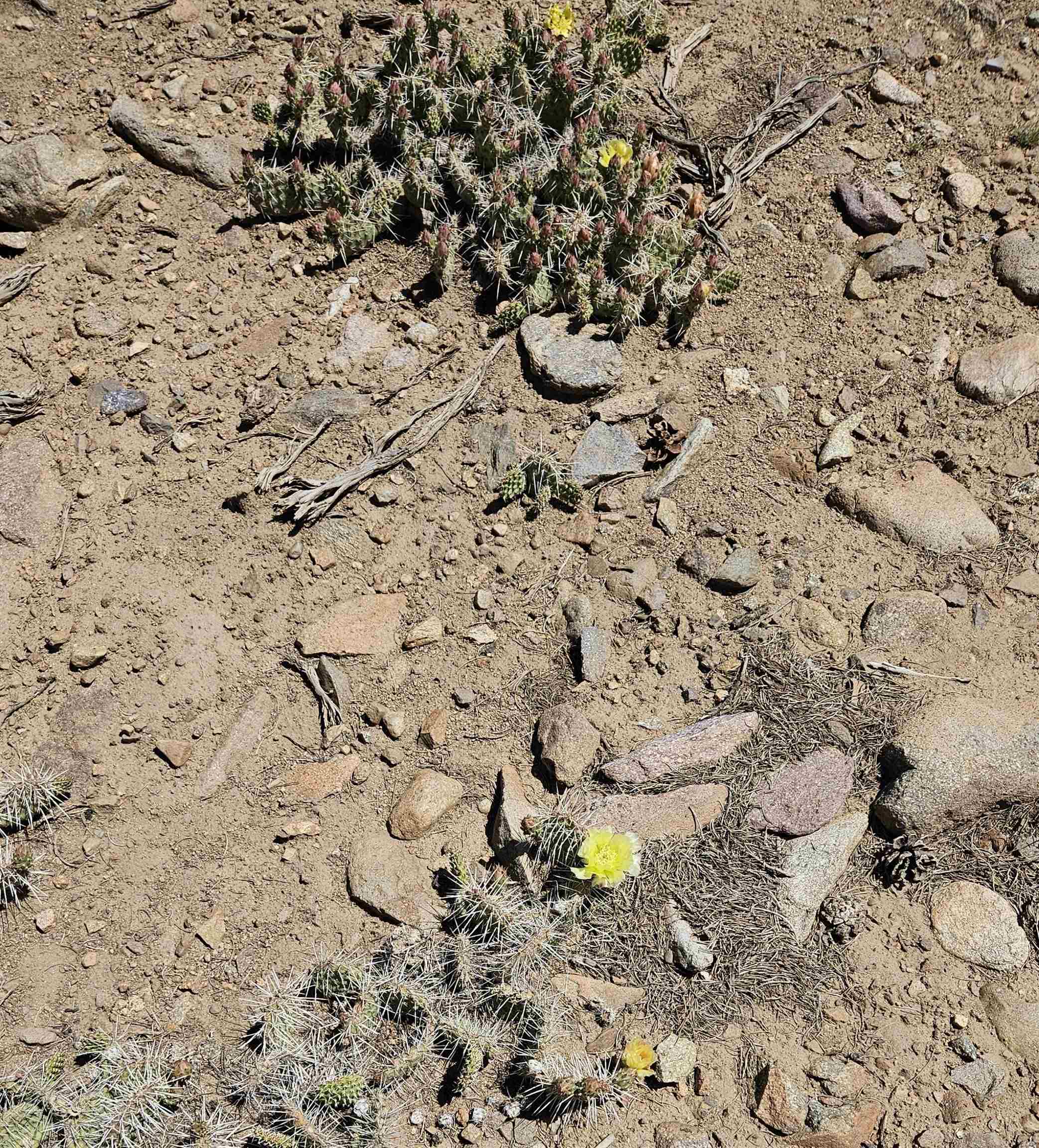 Questa, New Mexico 87556, United States, 2 Bedrooms Bedrooms, ,Residential,Active,171743