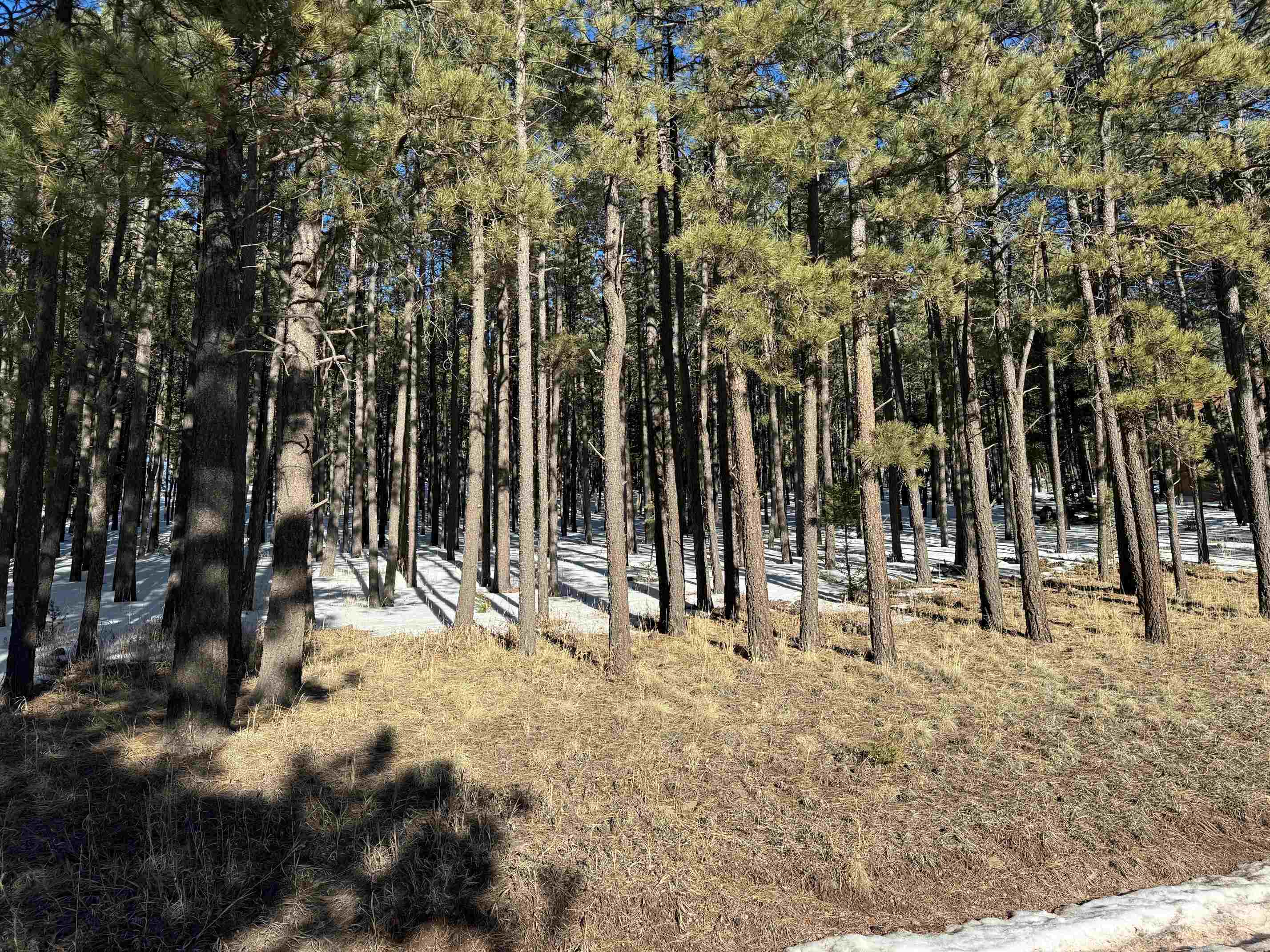 1540 Black Lake Terrace, Angel Fire, New Mexico image 1