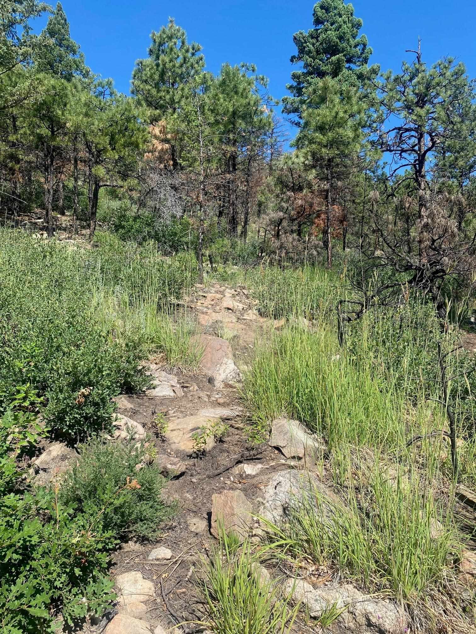 TBD Mountain Road, Mora, New Mexico image 5