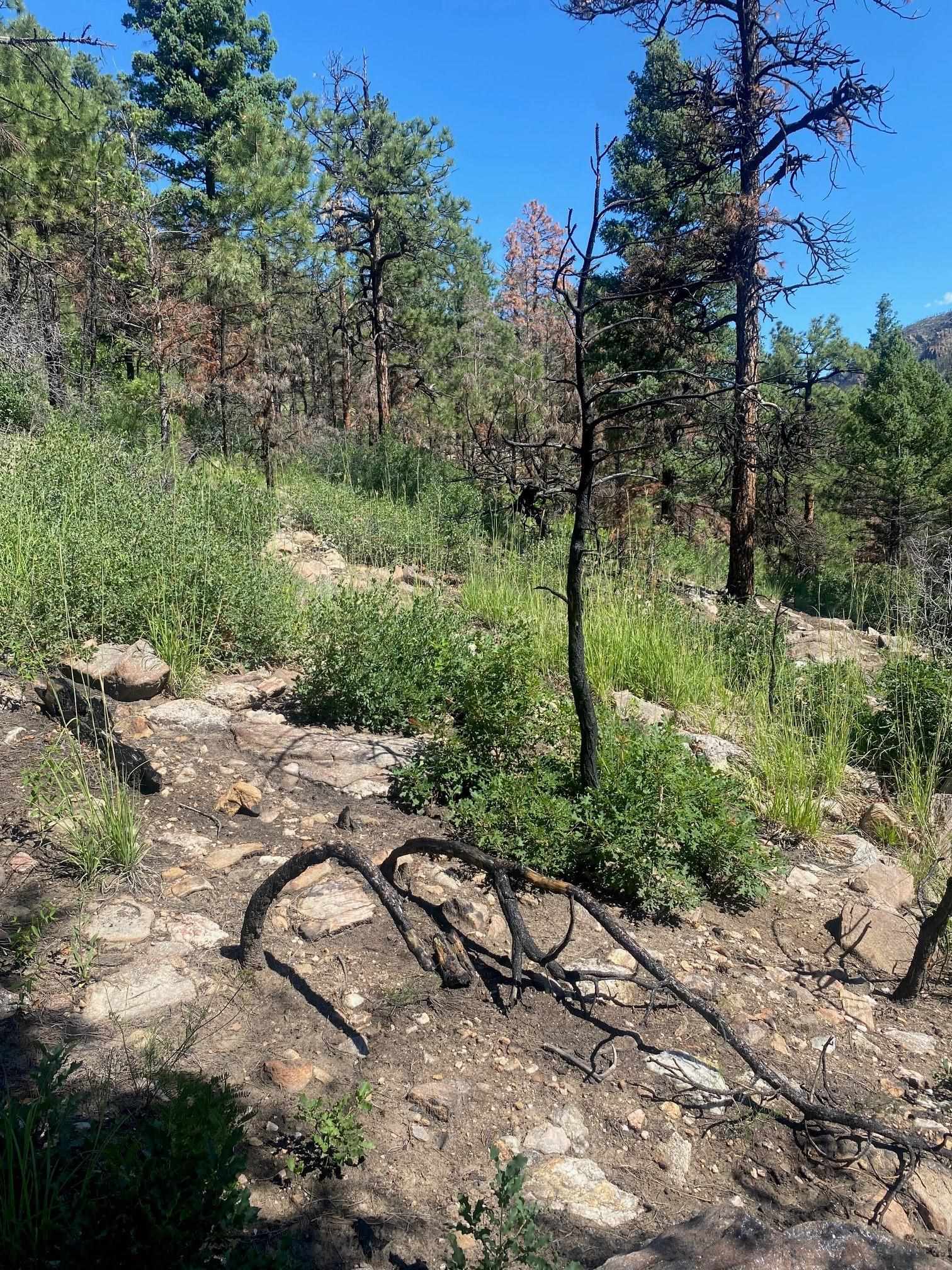 TBD Mountain Road, Mora, New Mexico image 2