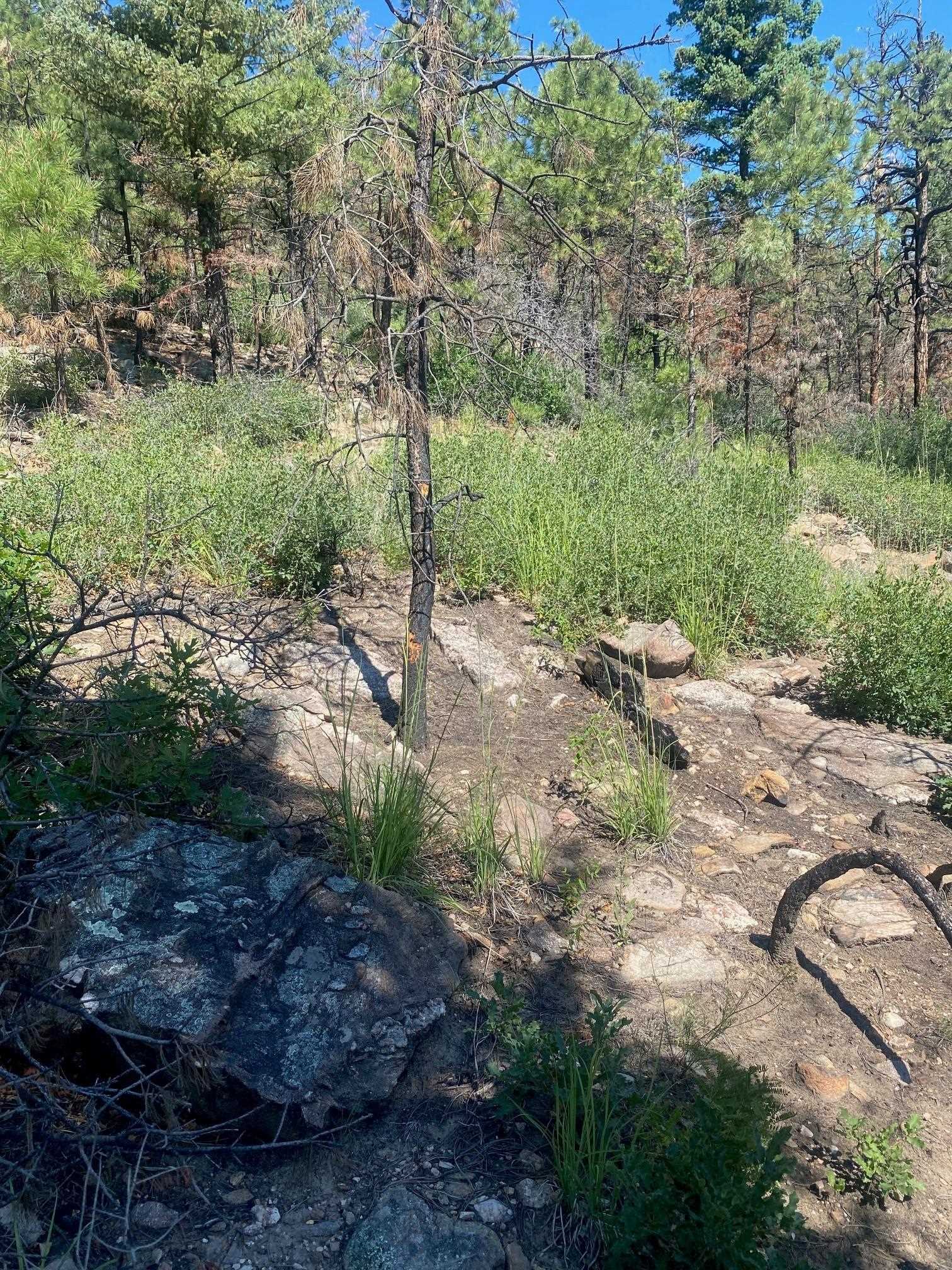 TBD Mountain Road, Mora, New Mexico image 8