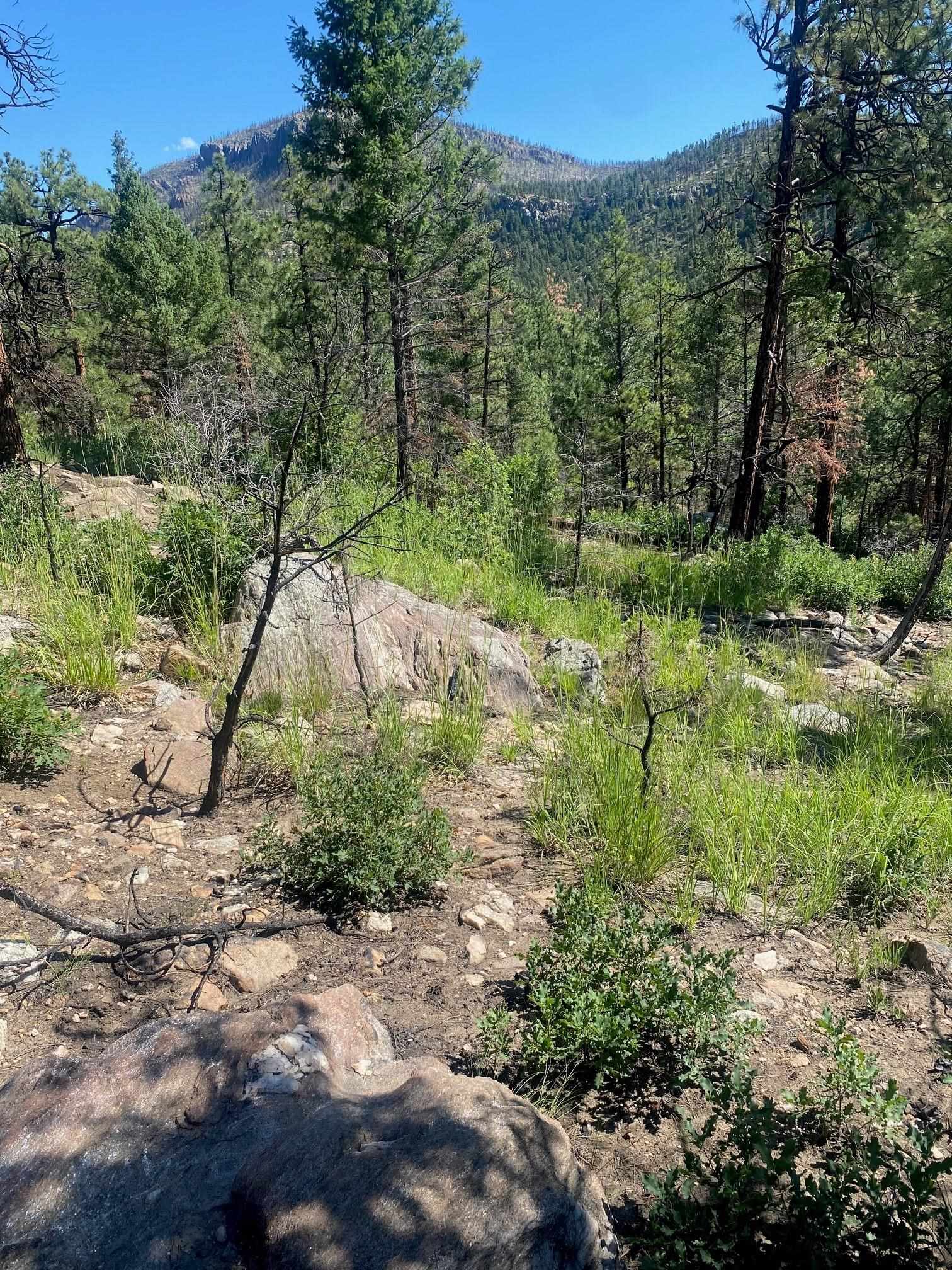 TBD Mountain Road, Mora, New Mexico image 3