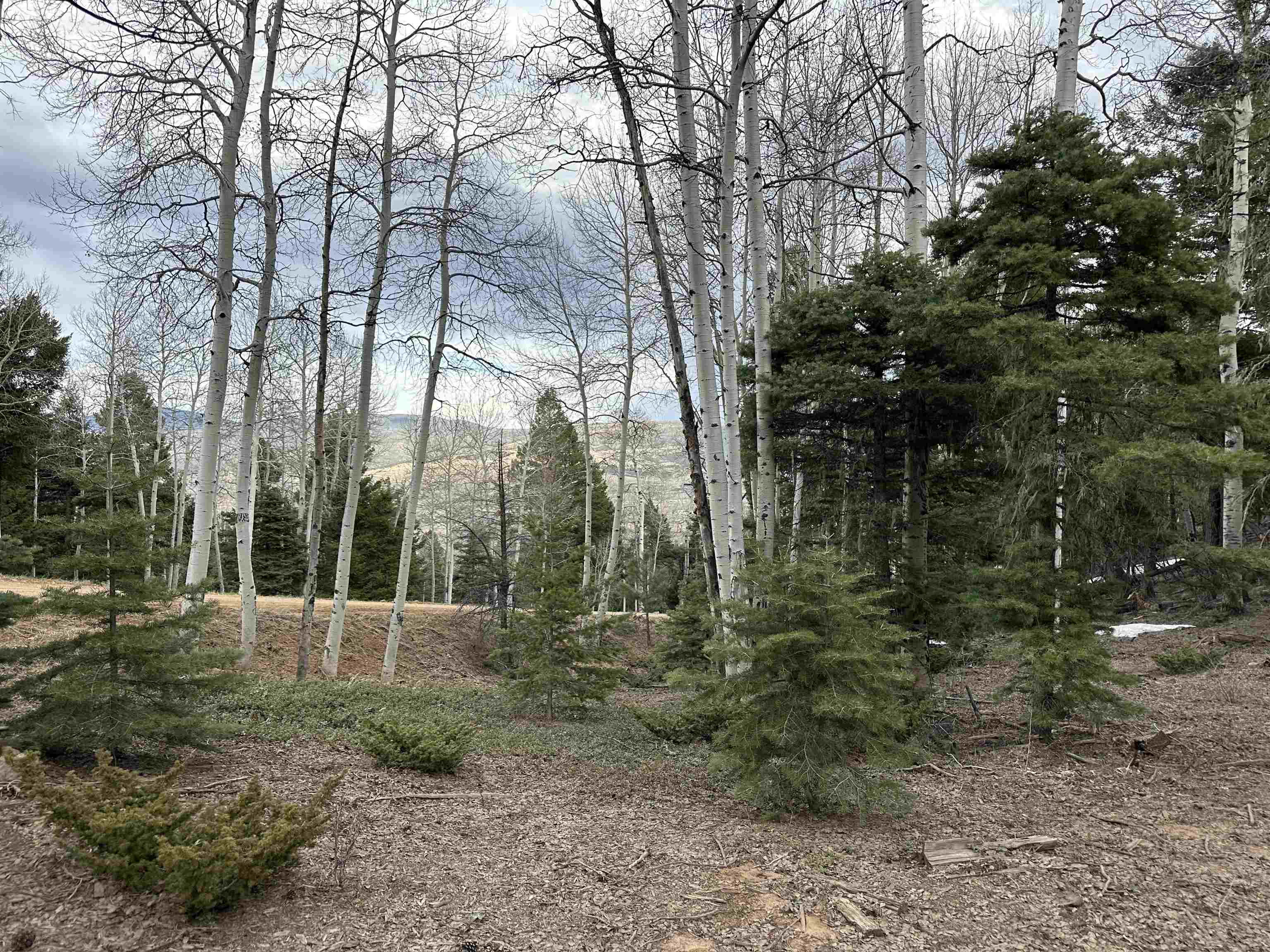 Lots 16 Lot17 Palo Flechado Ridge Road #65, Angel Fire, Texas image 19