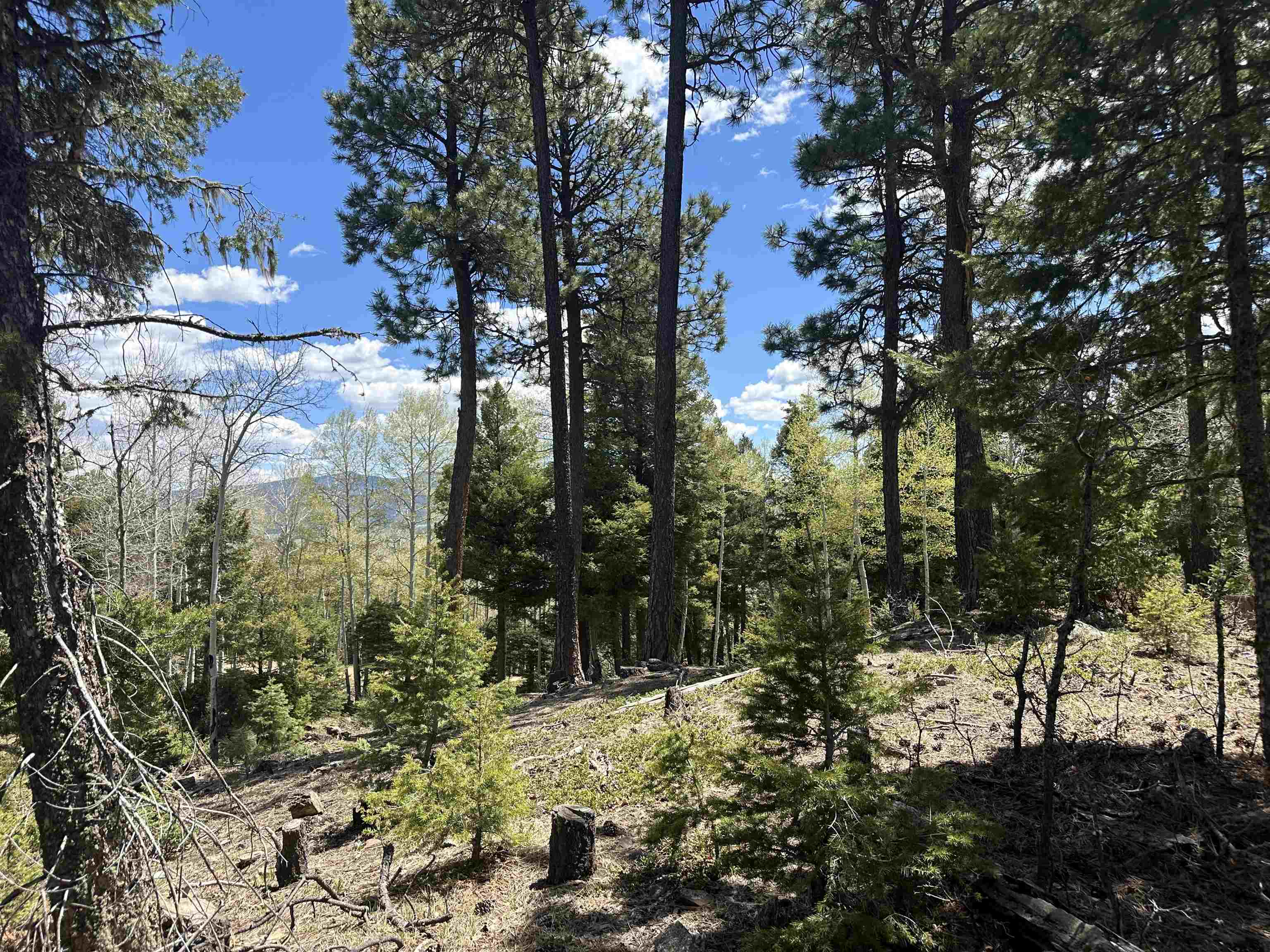 Lots 16 Lot17 Palo Flechado Ridge Road #65, Angel Fire, Texas image 17