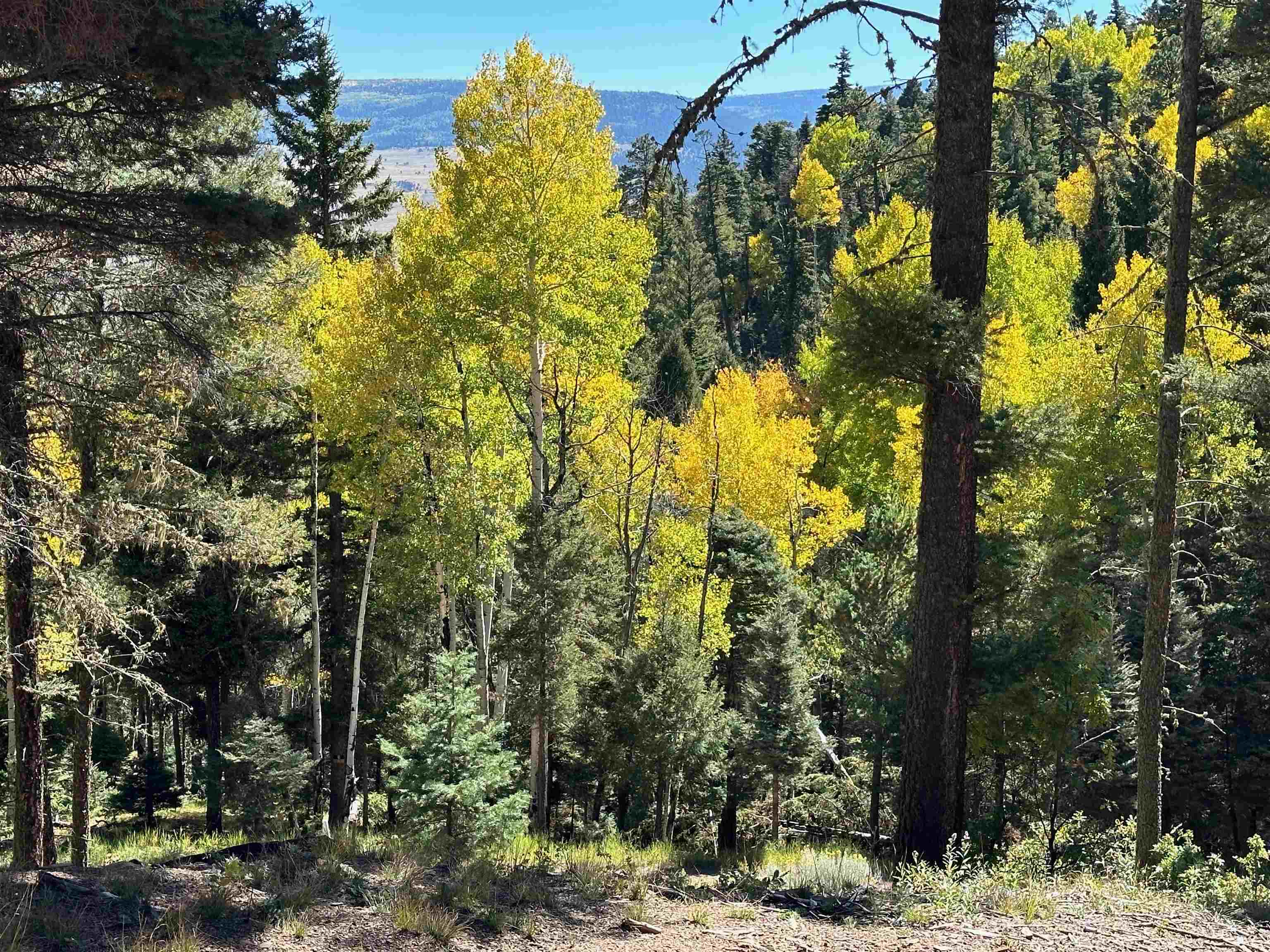 Lot 66 Taos Pines Ranch Road, Angel Fire, New Mexico image 2